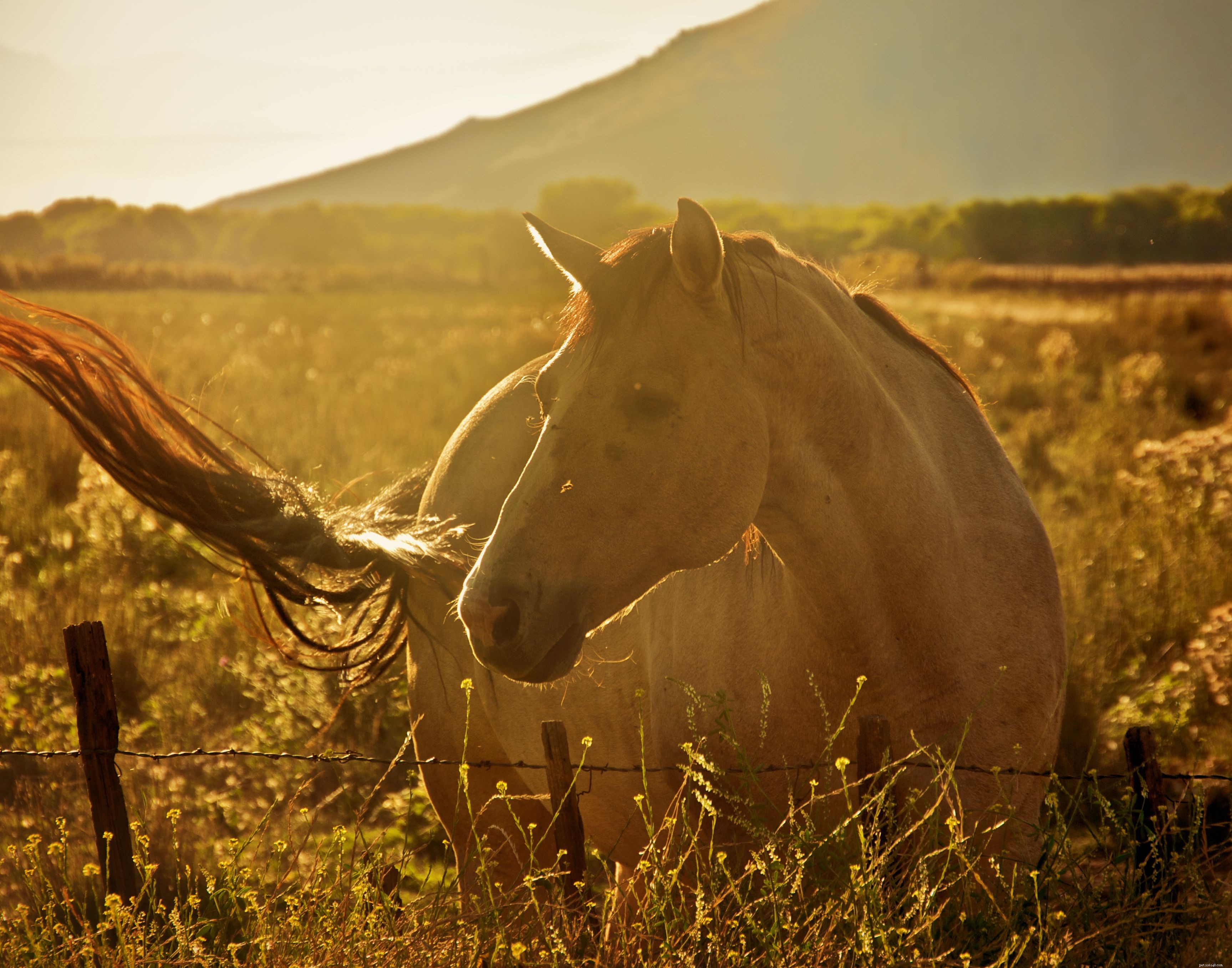 Identifying Horse Skin Diseases: A Practical Guide