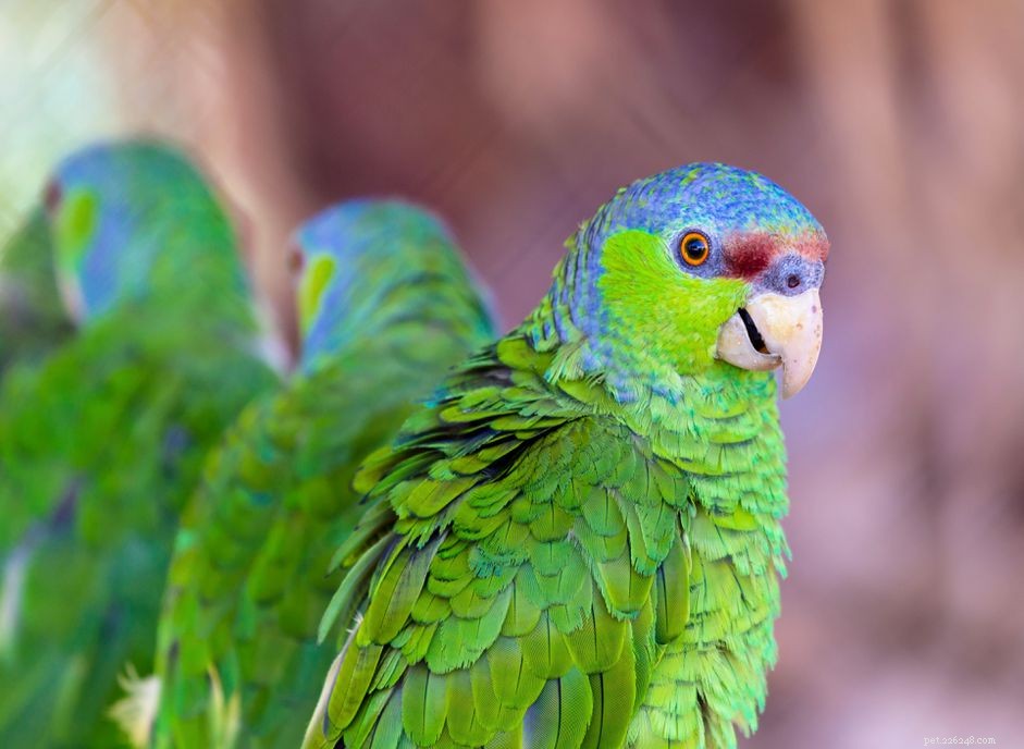 Lilac-Crowned Amazon Parrot (Finch s Amazon): Comprehensive Species Profile