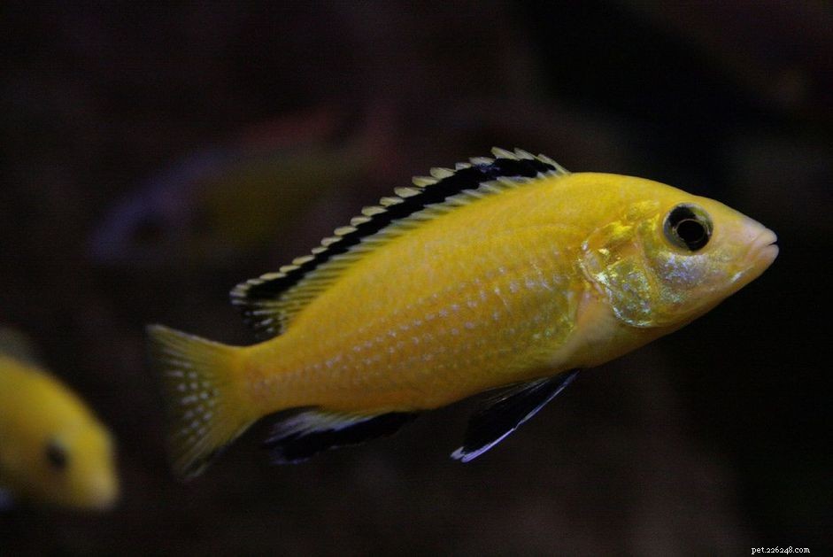 Y-Fish: A Comprehensive Guide to Fish Names Starting with Y