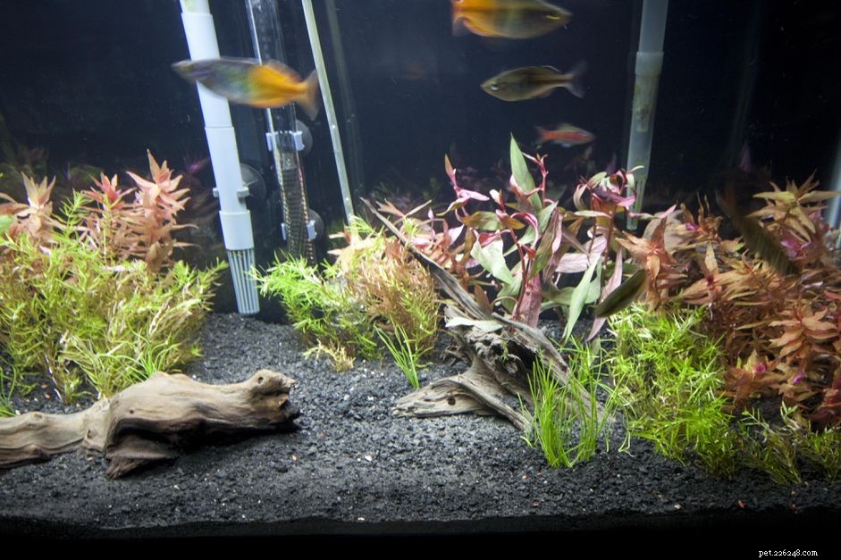 The Ultimate Guide to Selecting a Saltwater Aquarium Filtration System