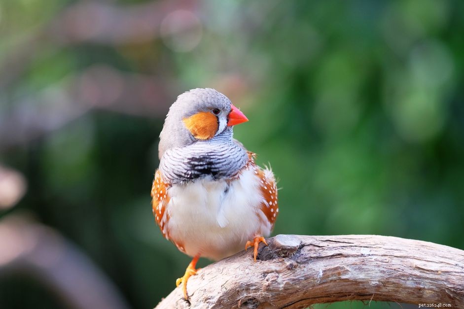 Breeding Zebra Finches: A Complete Guide for Beginners