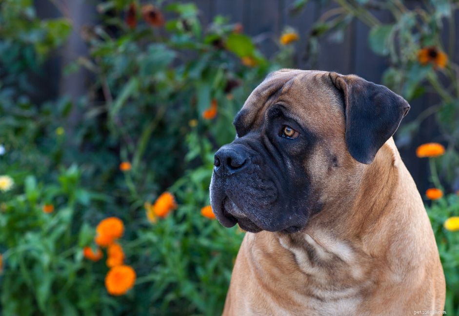 Boerboel Dog Breed Guide: Traits, History, Care & Adoption Tips