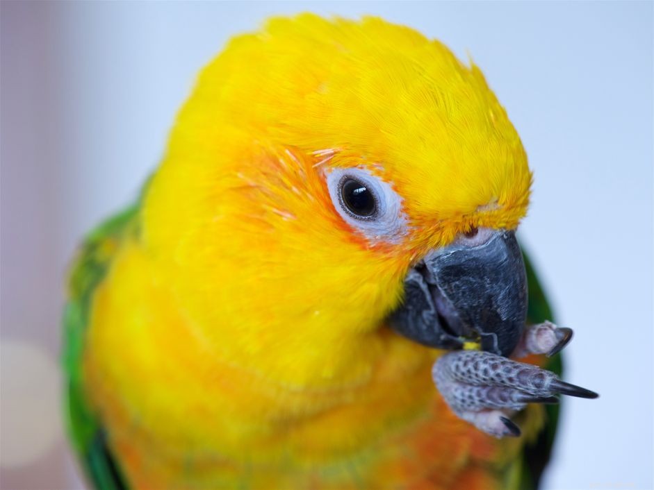 Jenday Conure: Comprehensive Care Guide for New Owners