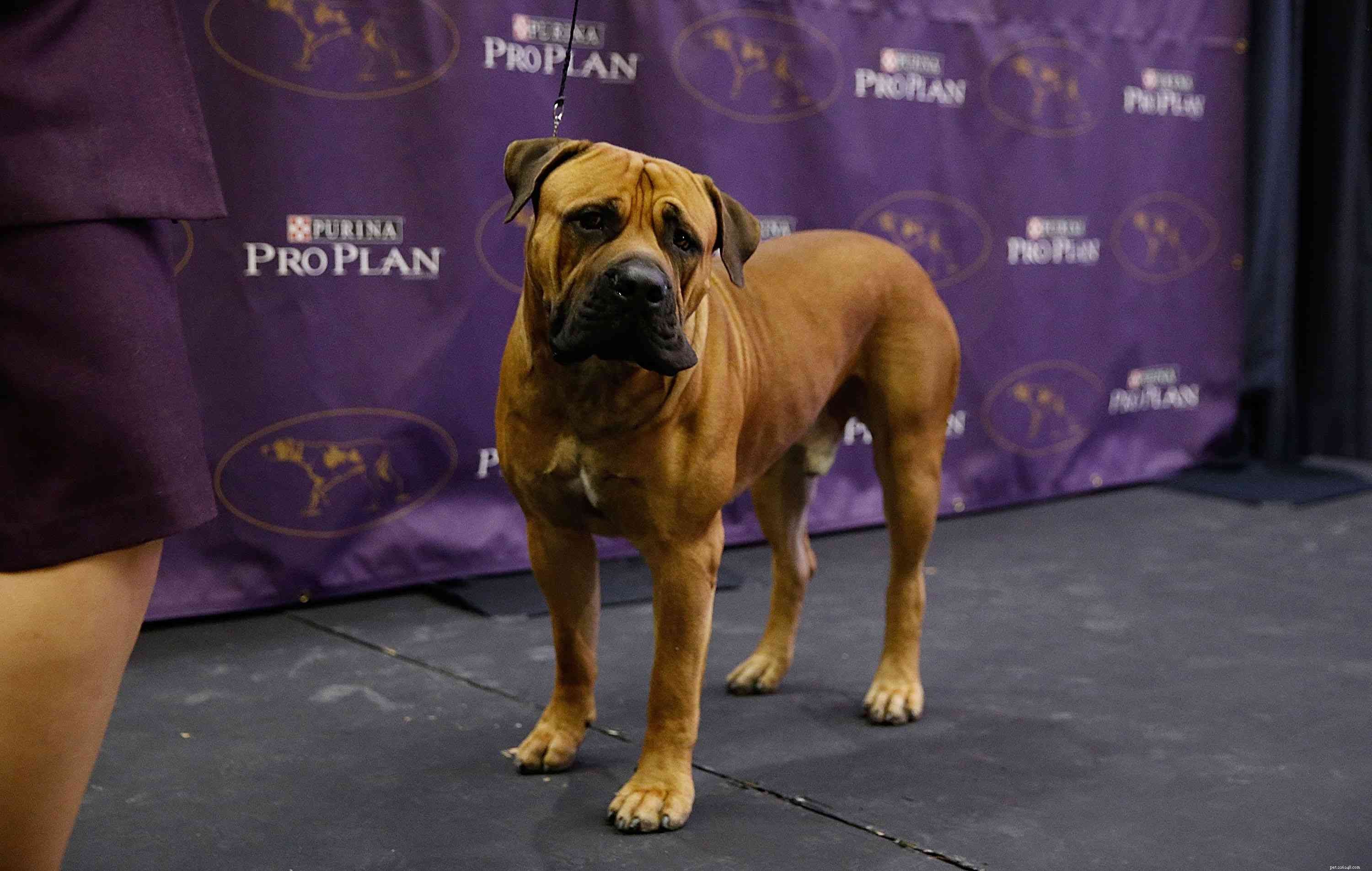 Boerboel Dog Breed Guide: Traits, History, Care & Adoption Tips