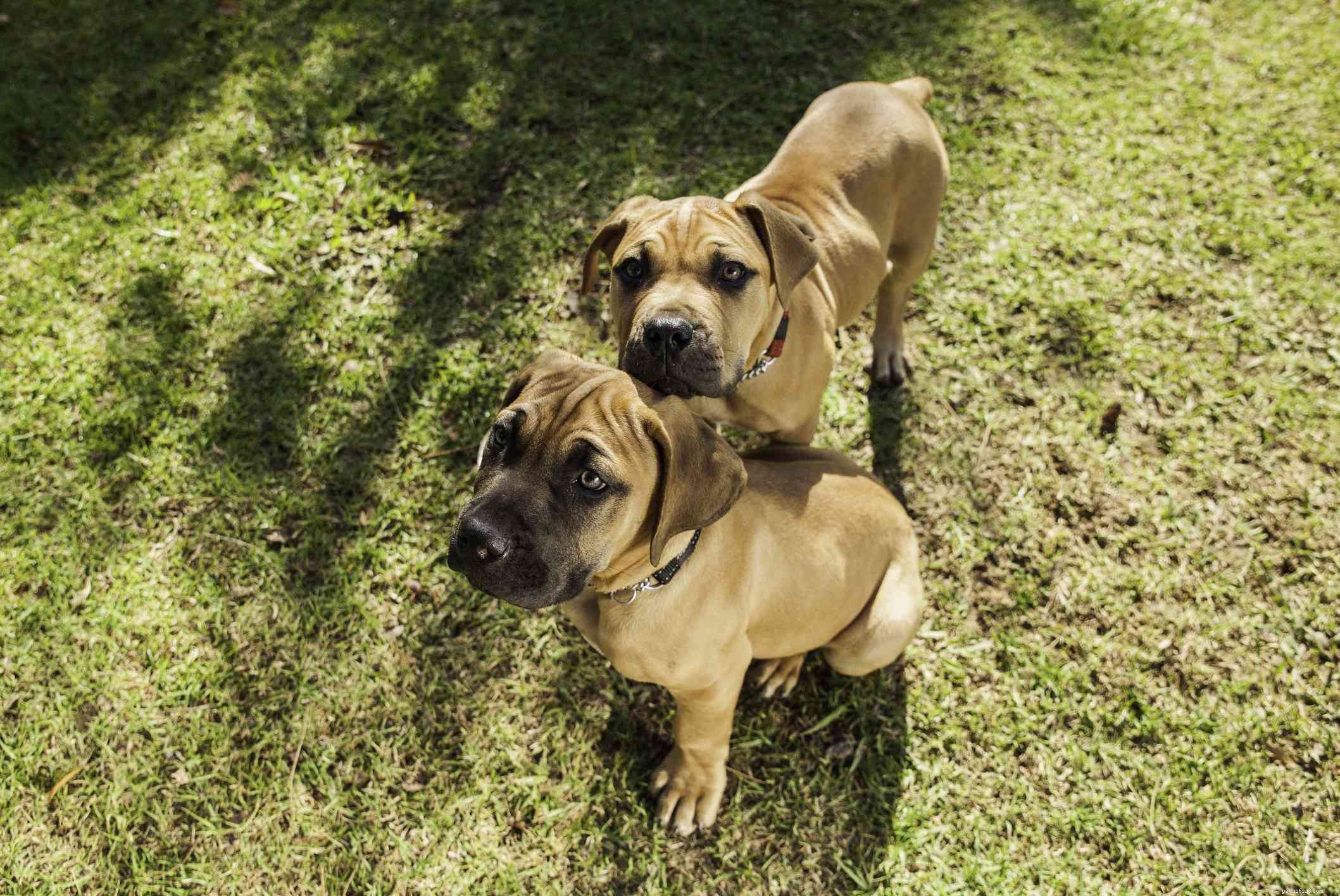 Boerboel Dog Breed Guide: Traits, History, Care & Adoption Tips
