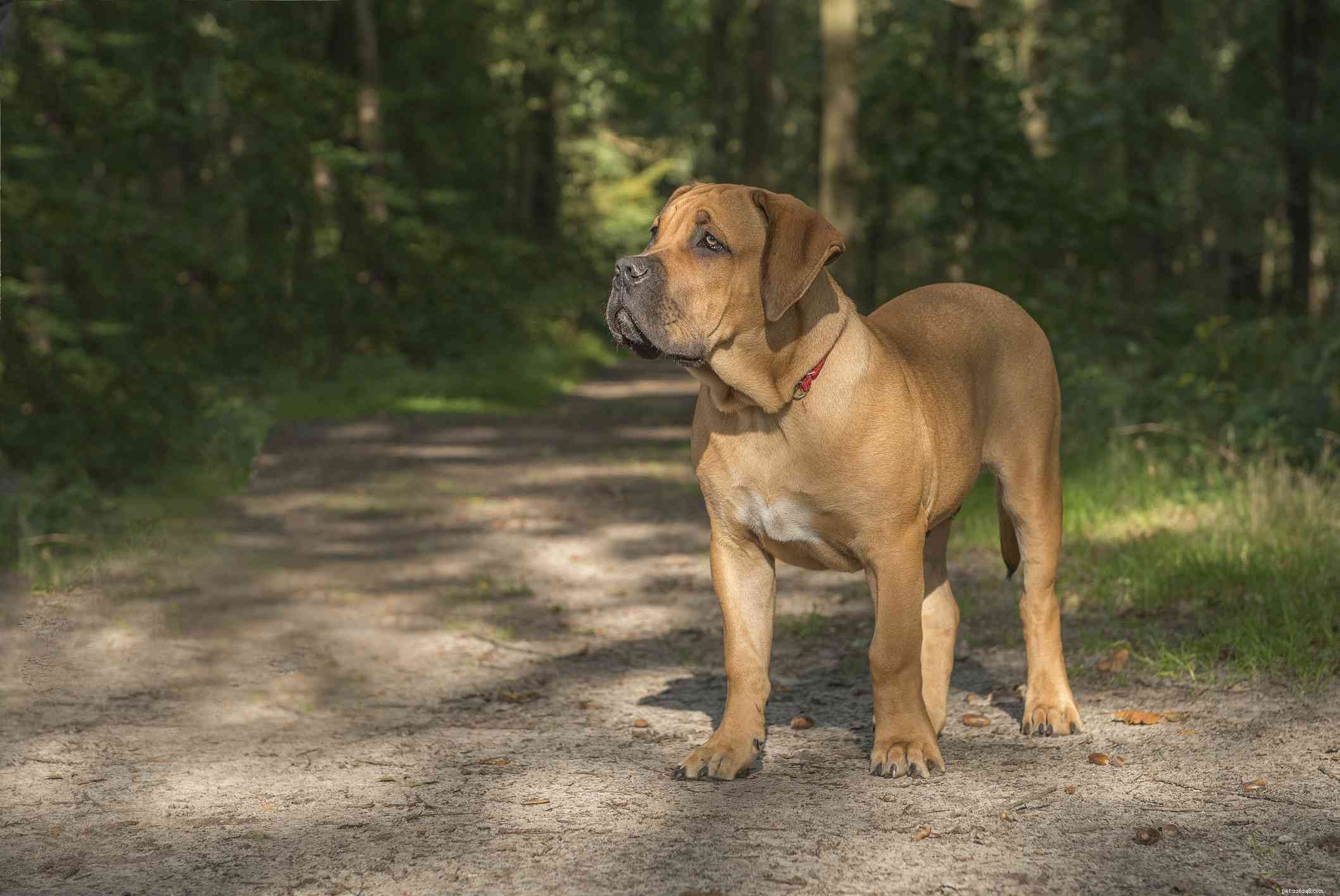 Boerboel Dog Breed Guide: Traits, History, Care & Adoption Tips