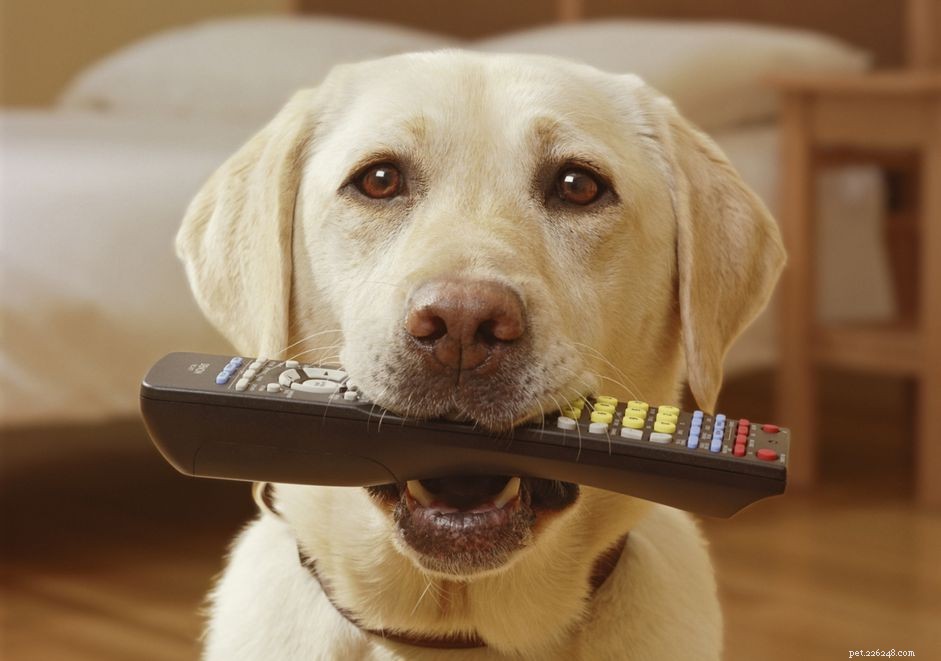 Urgent Guide: How to Handle a Dog That Swallowed a Battery
