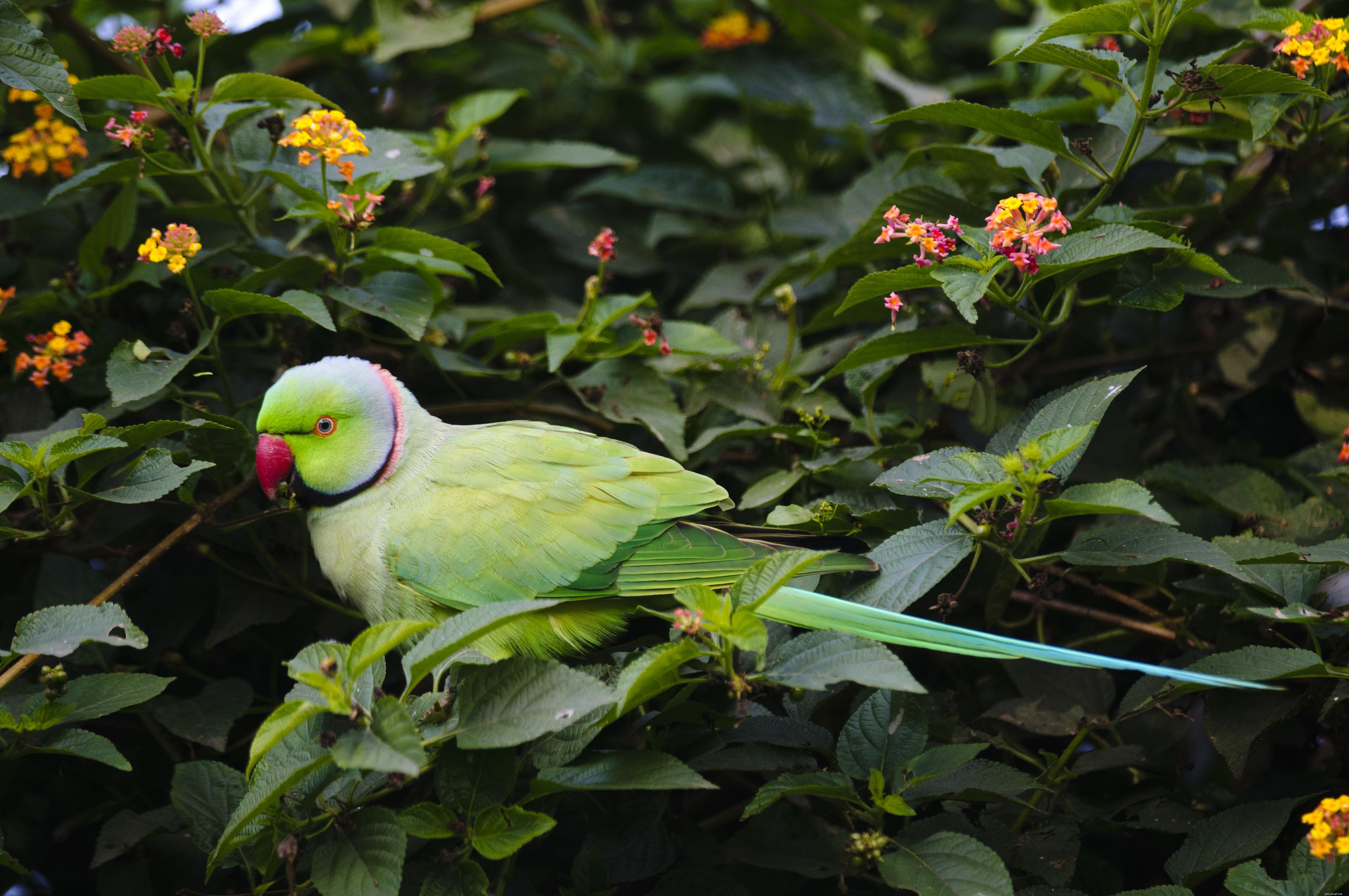 5 Fascinating Insights into Indian Ringneck Parakeets