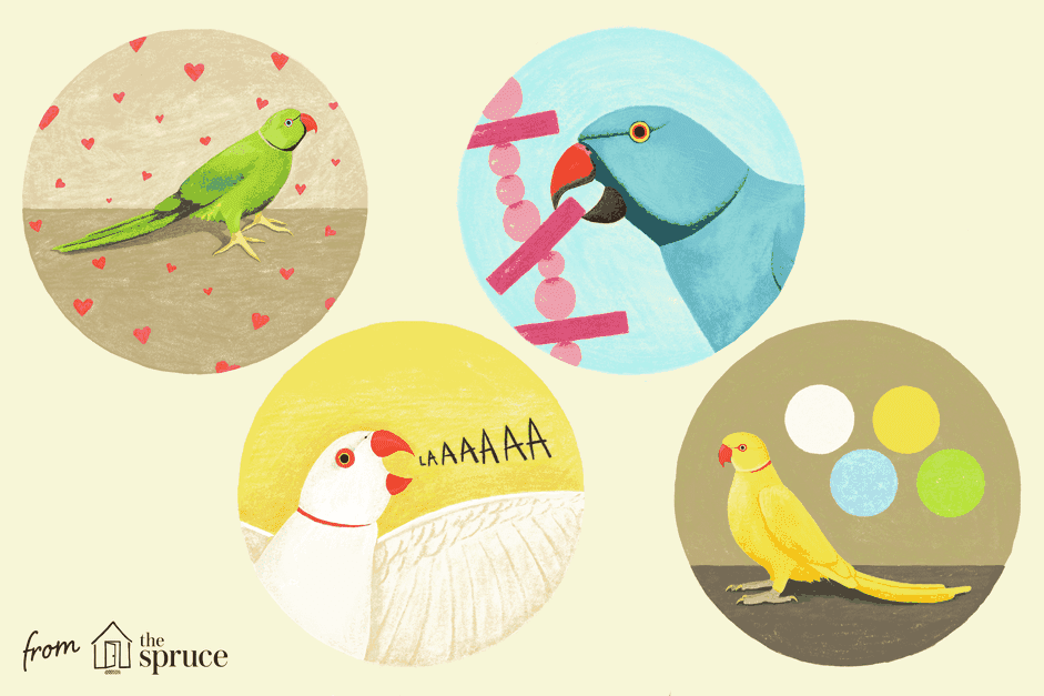5 Fascinating Insights into Indian Ringneck Parakeets