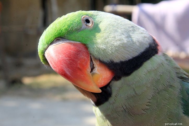 5 Fascinating Insights into Indian Ringneck Parakeets