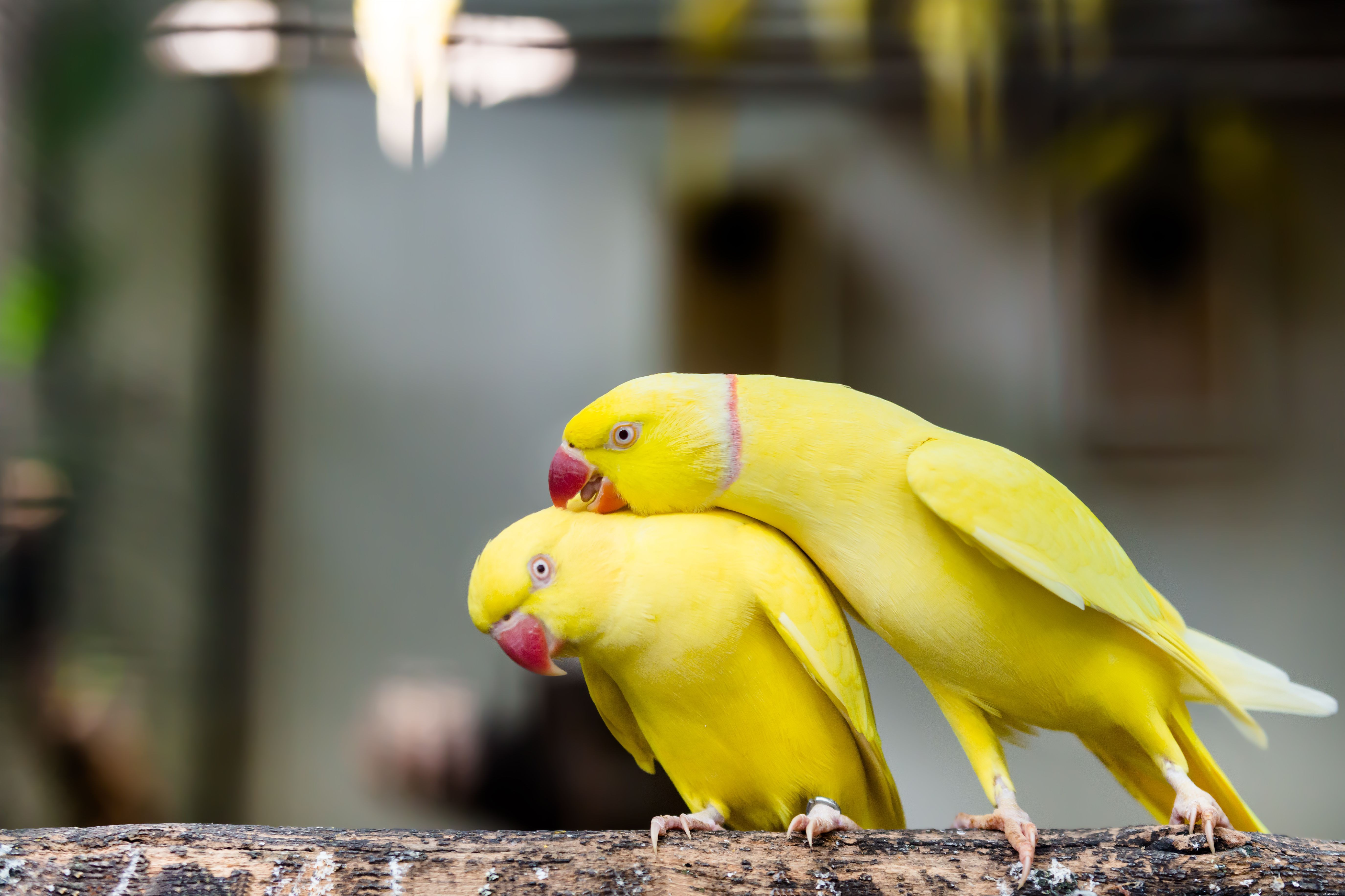 5 Fascinating Insights into Indian Ringneck Parakeets