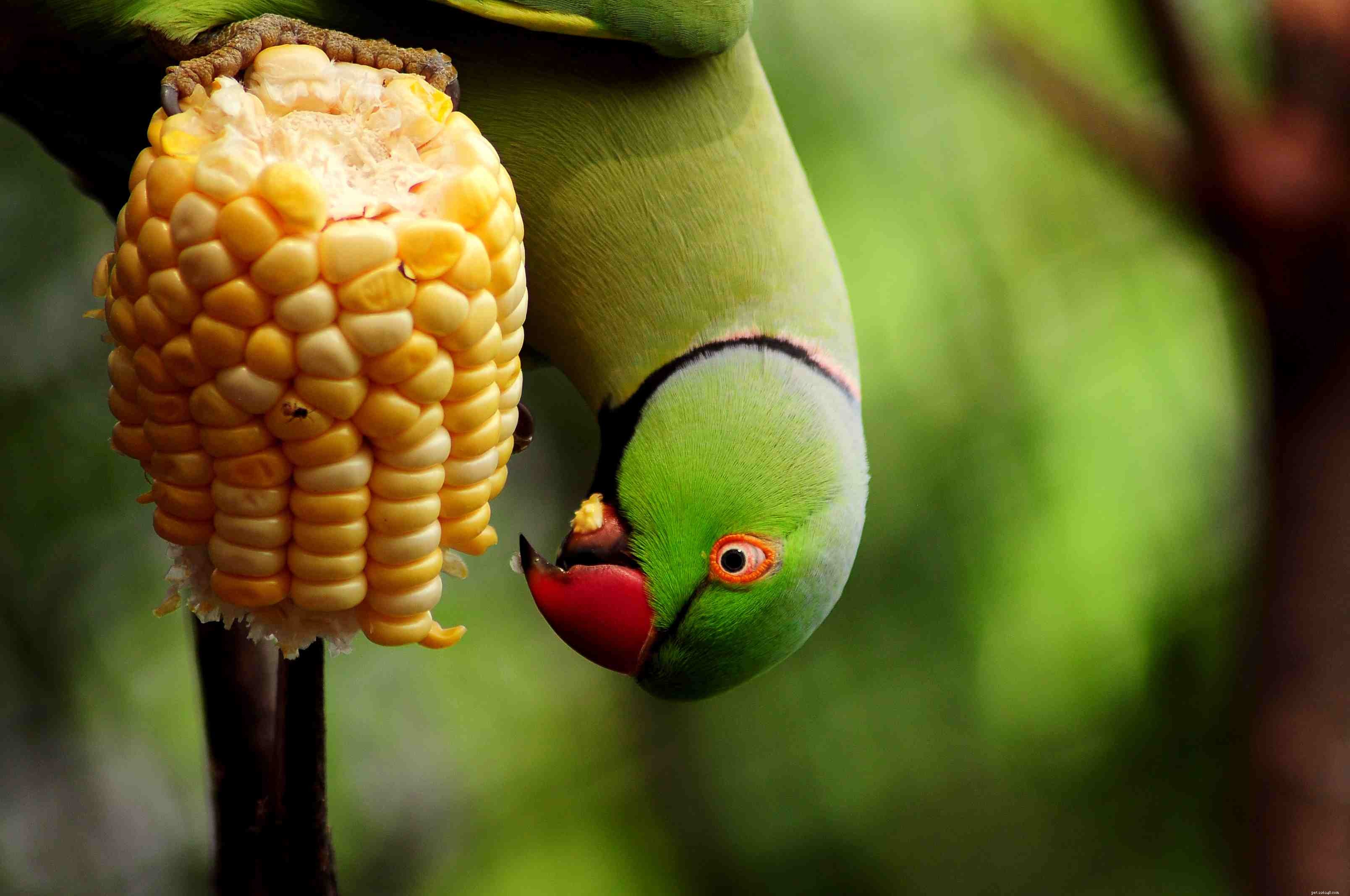 5 Fascinating Insights into Indian Ringneck Parakeets