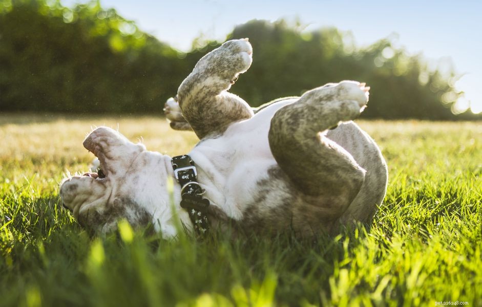 What Drives Dogs to Roll on Their Backs: Signs, Causes, and What to Watch For
