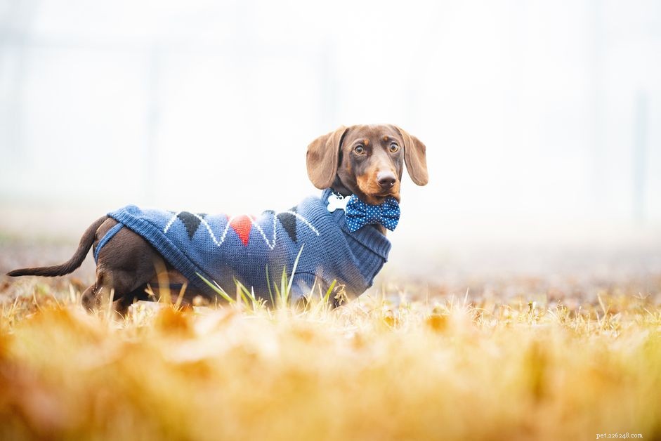 Accurate Dog Clothing Measurements: A Step-by-Step Guide