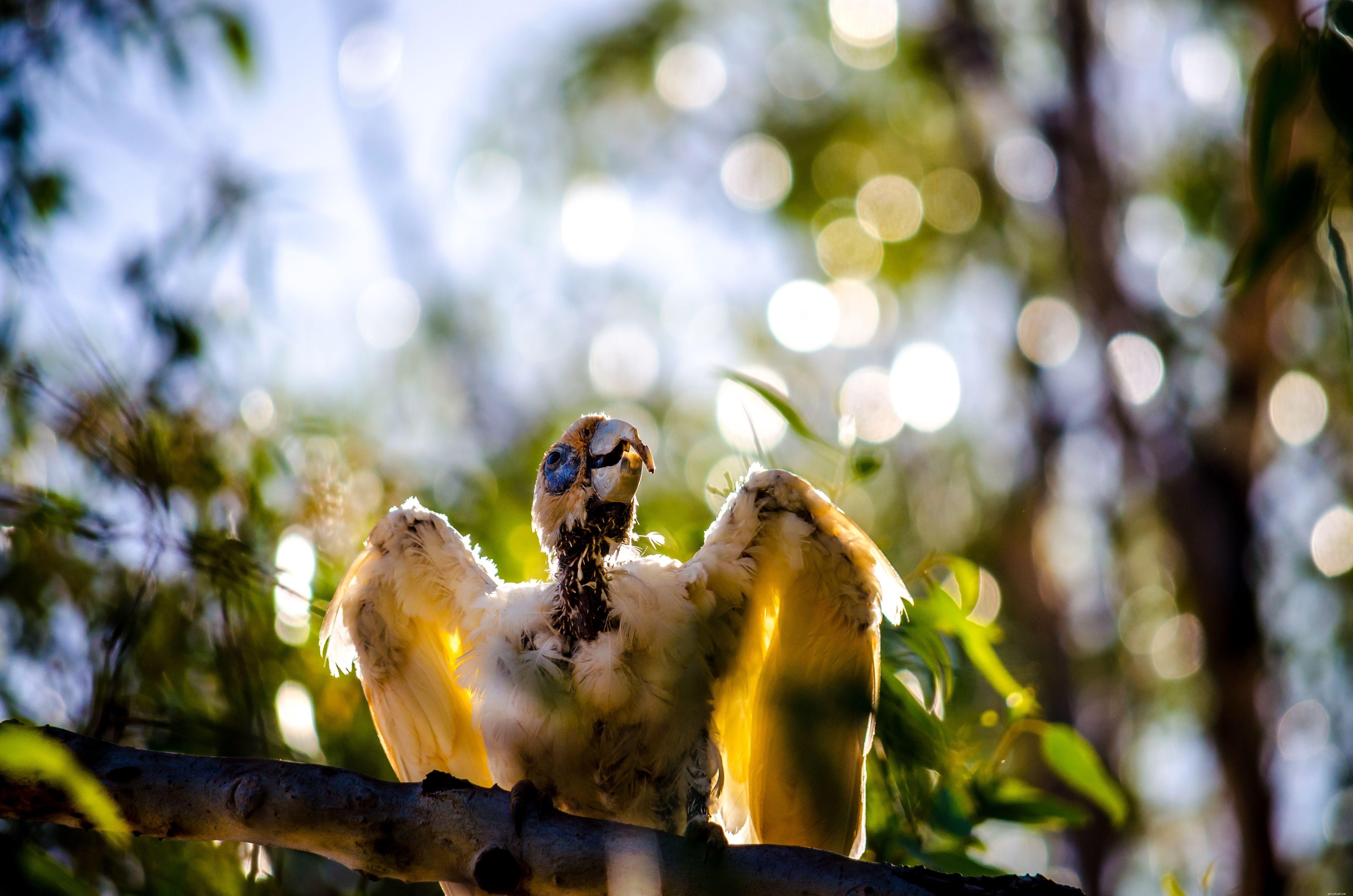 Essential Bird Health Issues Every Owner Should Know
