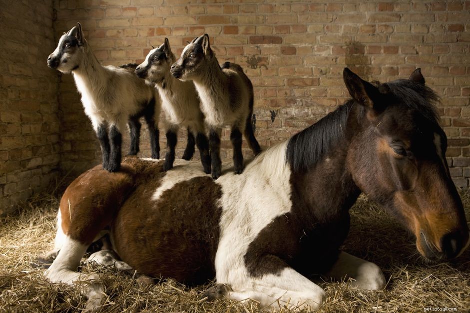 Why Every Horse Benefits from a Companion: The Science Behind Herd Behavior