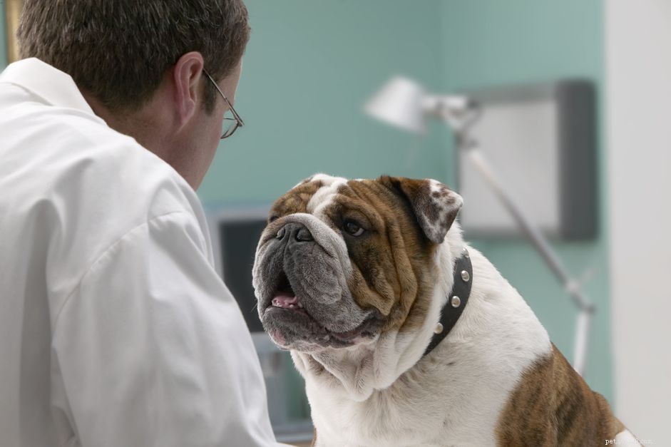 Understanding Brachycephalic Syndrome in Dogs: Causes, Symptoms, and Care