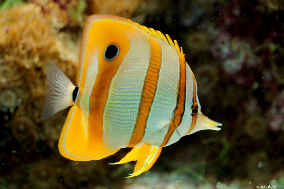 Feeding Habits of Butterflyfish (Chaetodontidae): Diet, Preferences, and Ecological Role