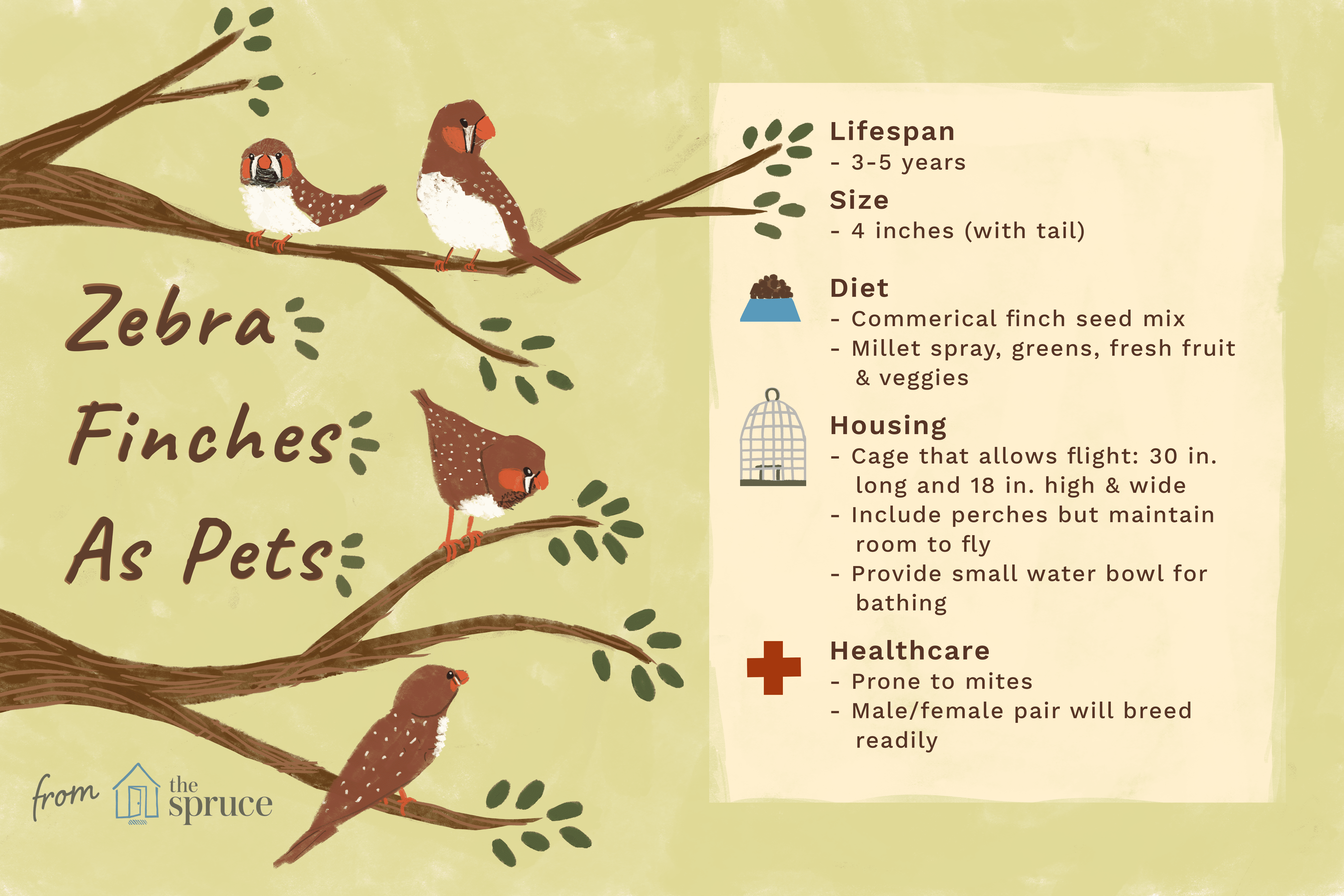 Zebra Finch (Chestnut-Eared Finch) – Comprehensive Care Guide & Species Overview