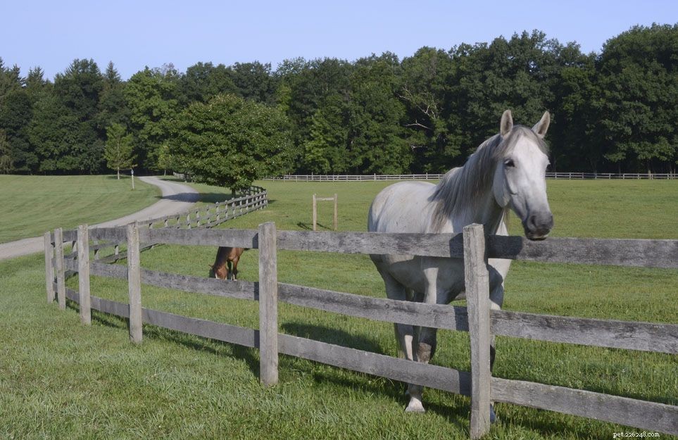 Horse Lifespan Explained: How Long Horses Live and What Influences Their Age
