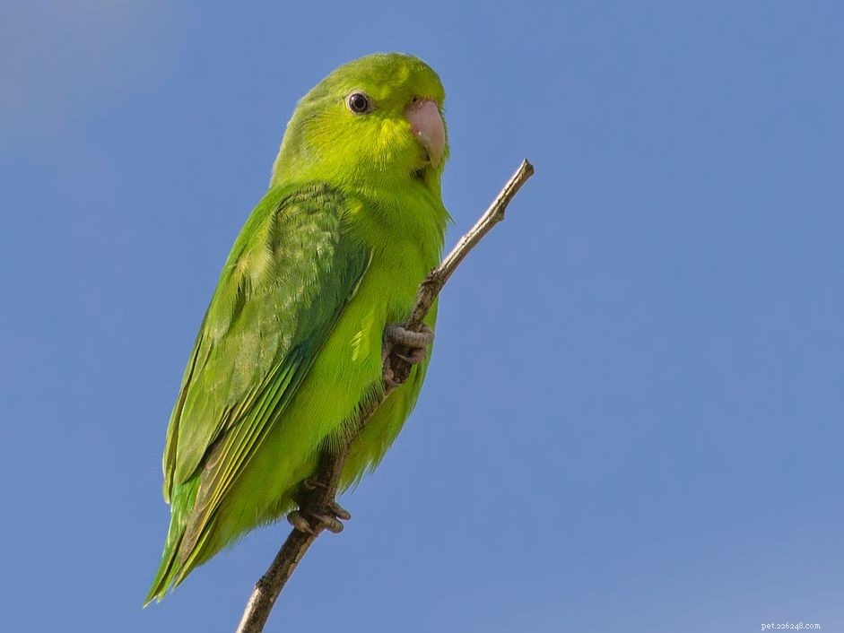 Pacific Parrotlet Overview: Care Guide & Profile for Pet Owners