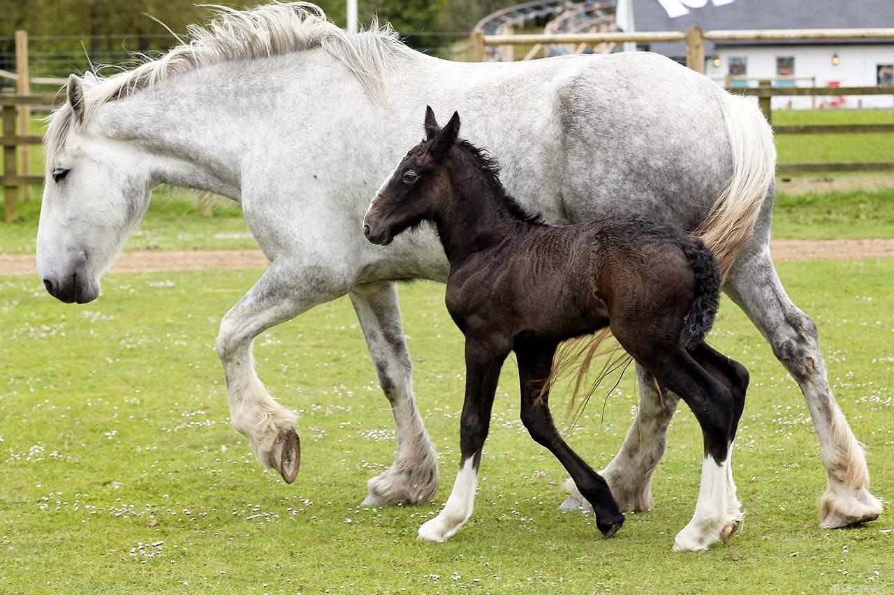 Horse Lifespan Explained: How Long Horses Live and What Influences Their Age