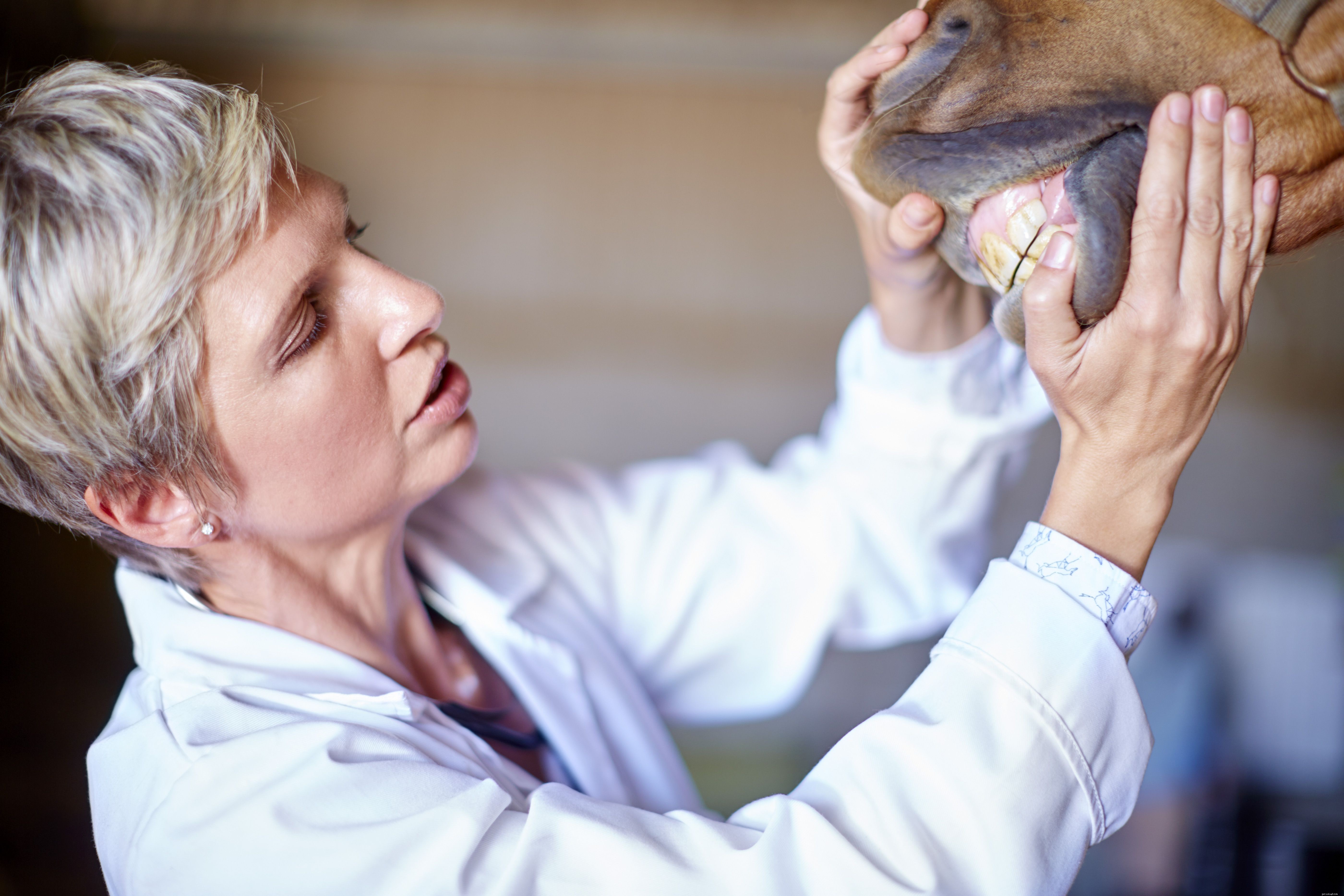Horse Lifespan Explained: How Long Horses Live and What Influences Their Age