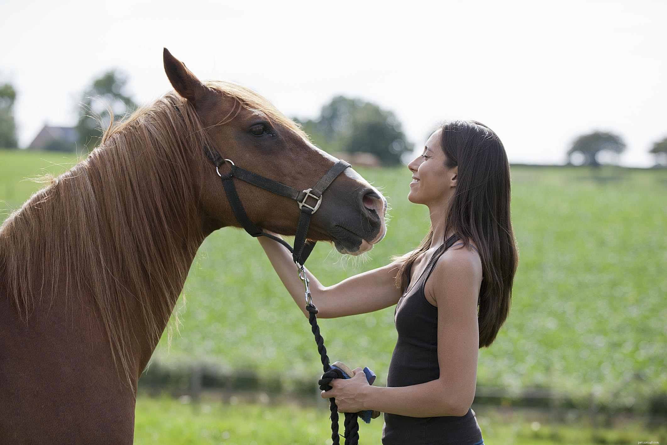 Horse Lifespan Explained: How Long Horses Live and What Influences Their Age