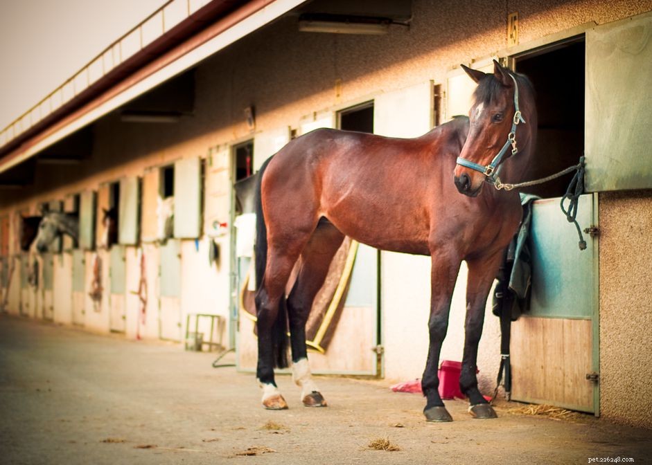 Safe and Secure Tying Techniques for Horses and Ponies