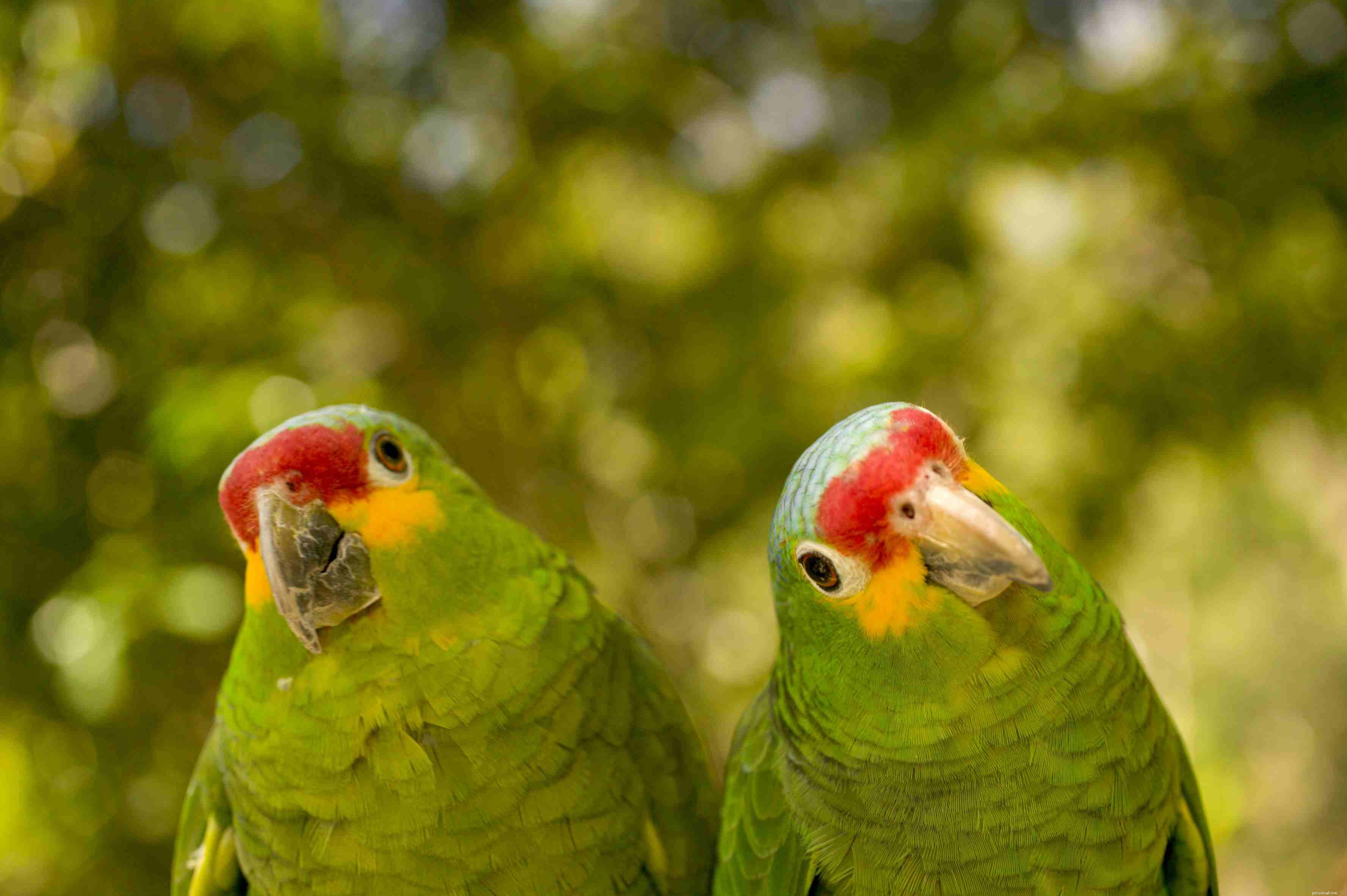 Top 10 Amazon Parrot Species for Pet Owners: Expert Guide