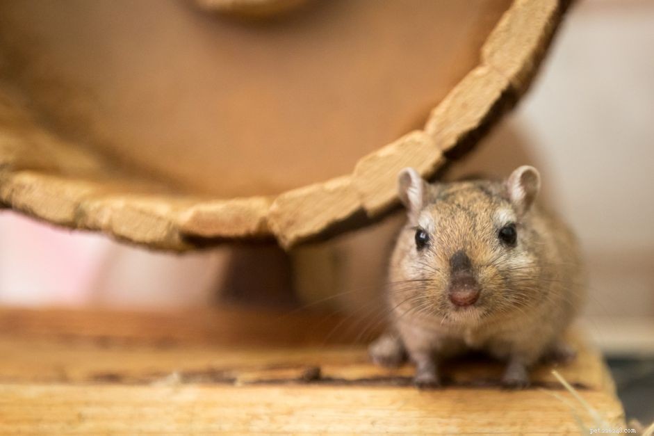 Top 8 Exotic Pets Perfect for Kids: Safe, Easy to Care For