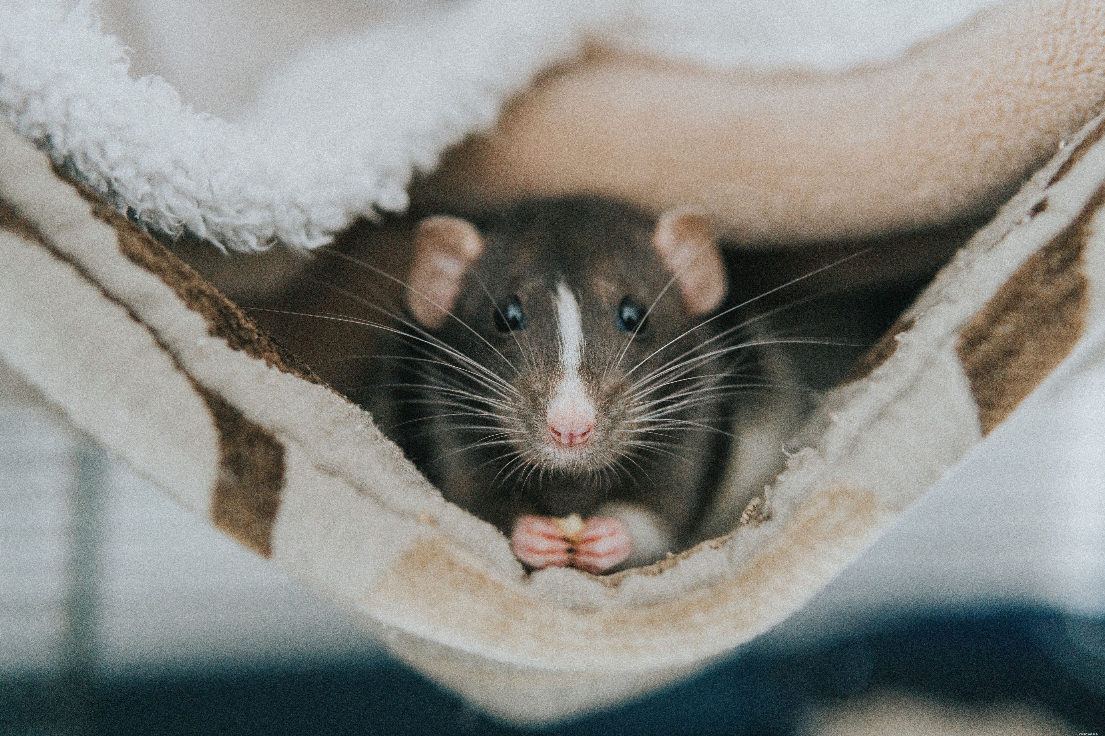 Top 8 Exotic Pets Perfect for Kids: Safe, Easy to Care For
