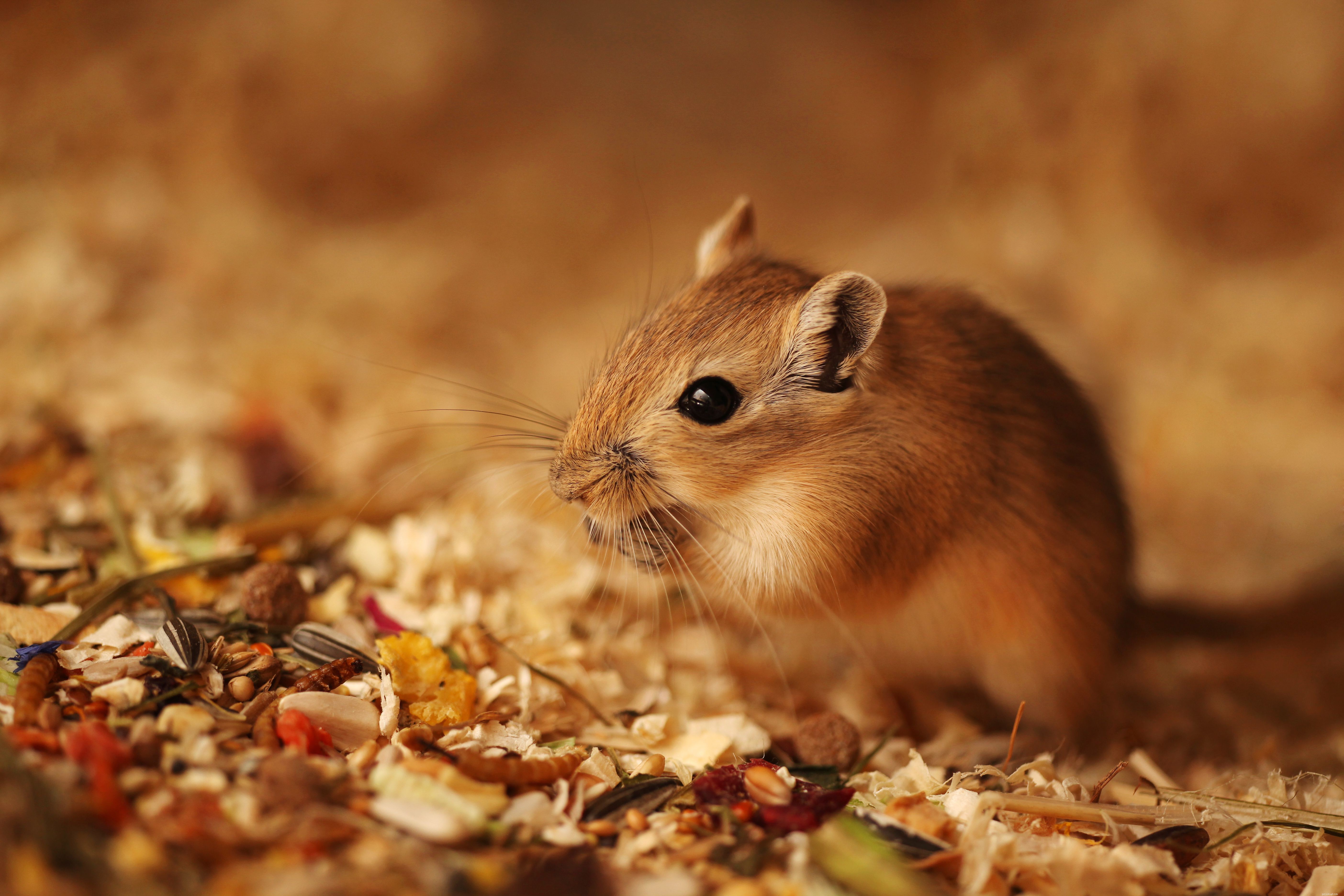 Top 8 Exotic Pets Perfect for Kids: Safe, Easy to Care For