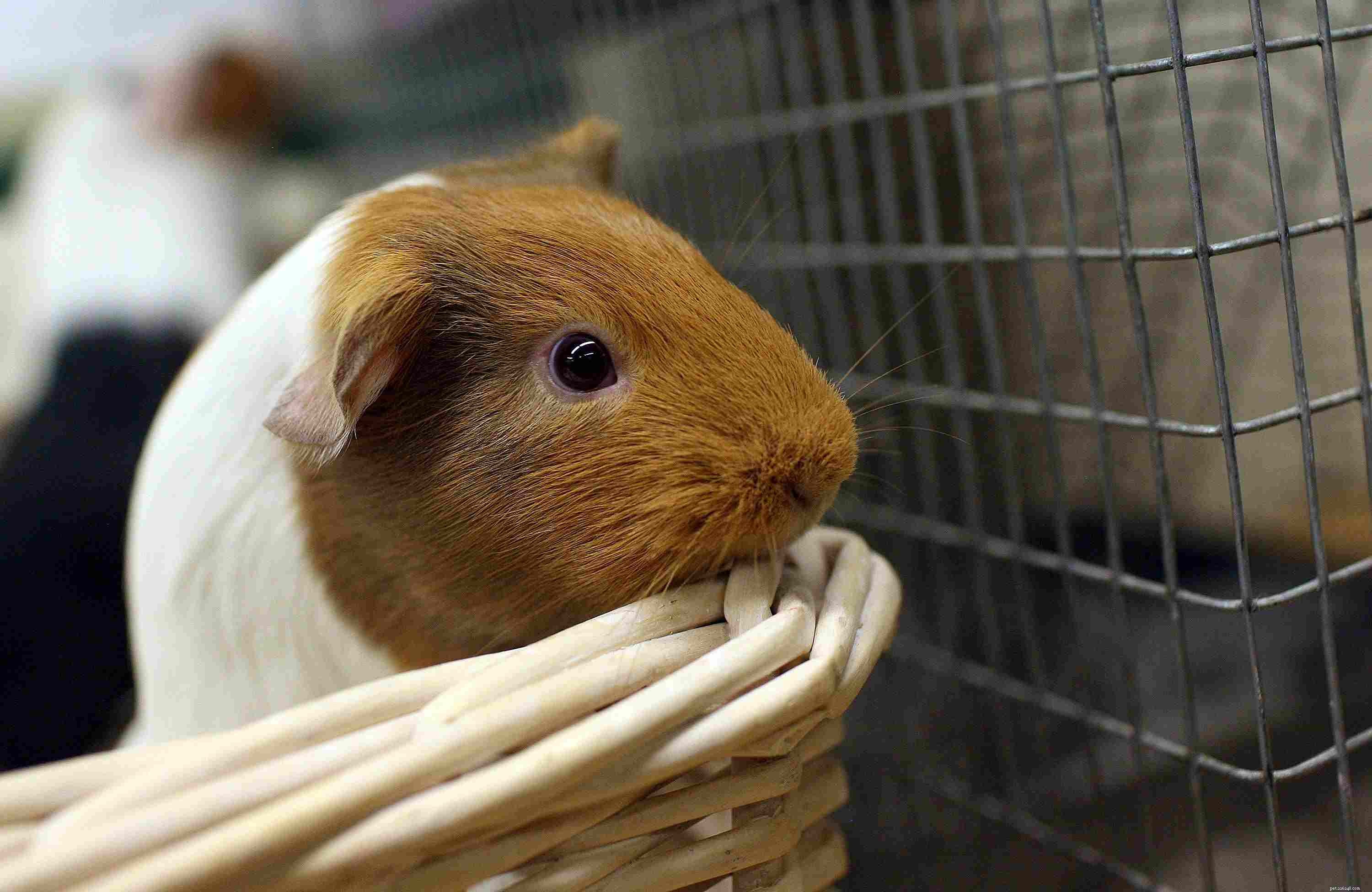 Top 8 Exotic Pets Perfect for Kids: Safe, Easy to Care For