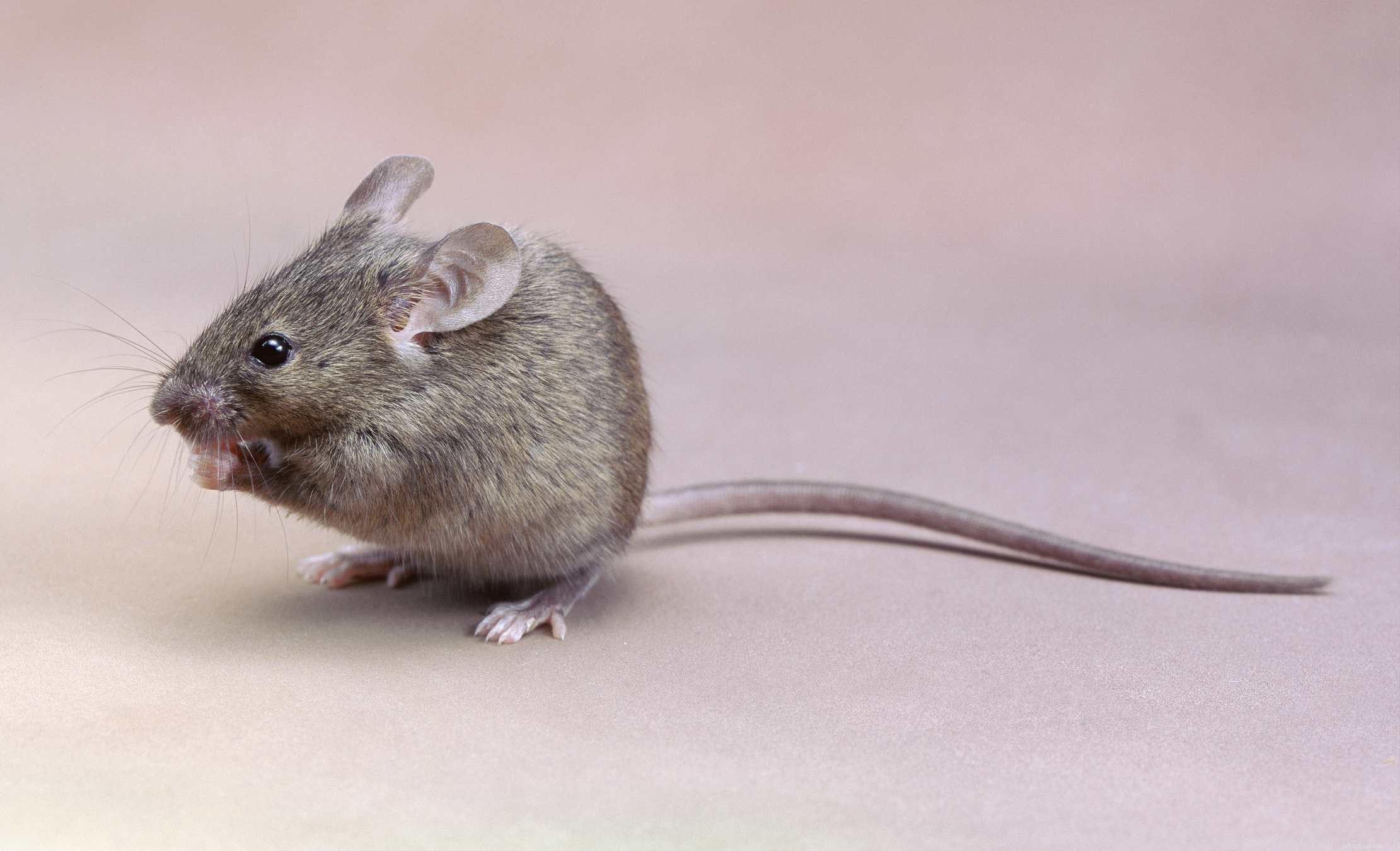 Top 8 Exotic Pets Perfect for Kids: Safe, Easy to Care For