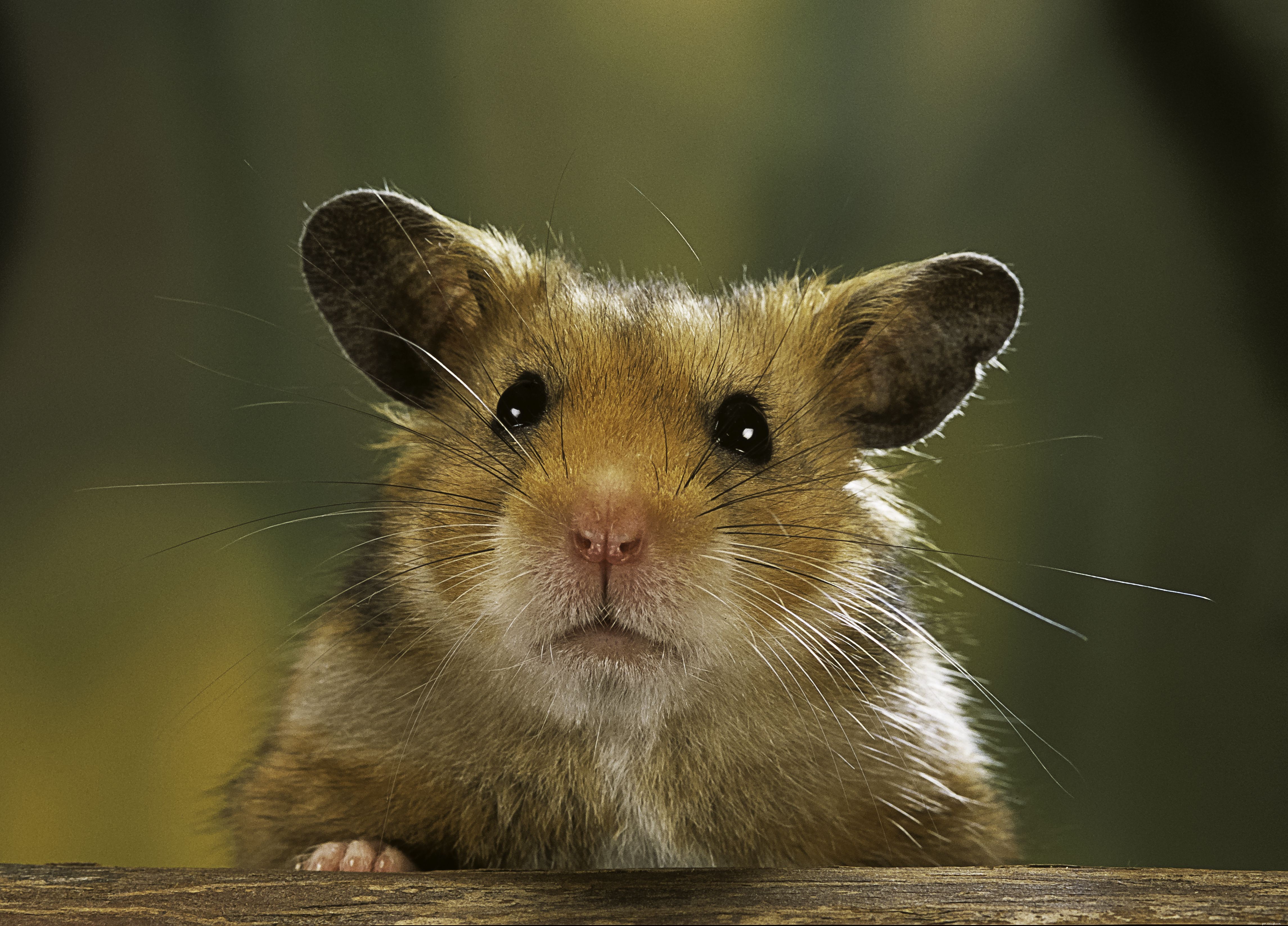 Top 8 Exotic Pets Perfect for Kids: Safe, Easy to Care For