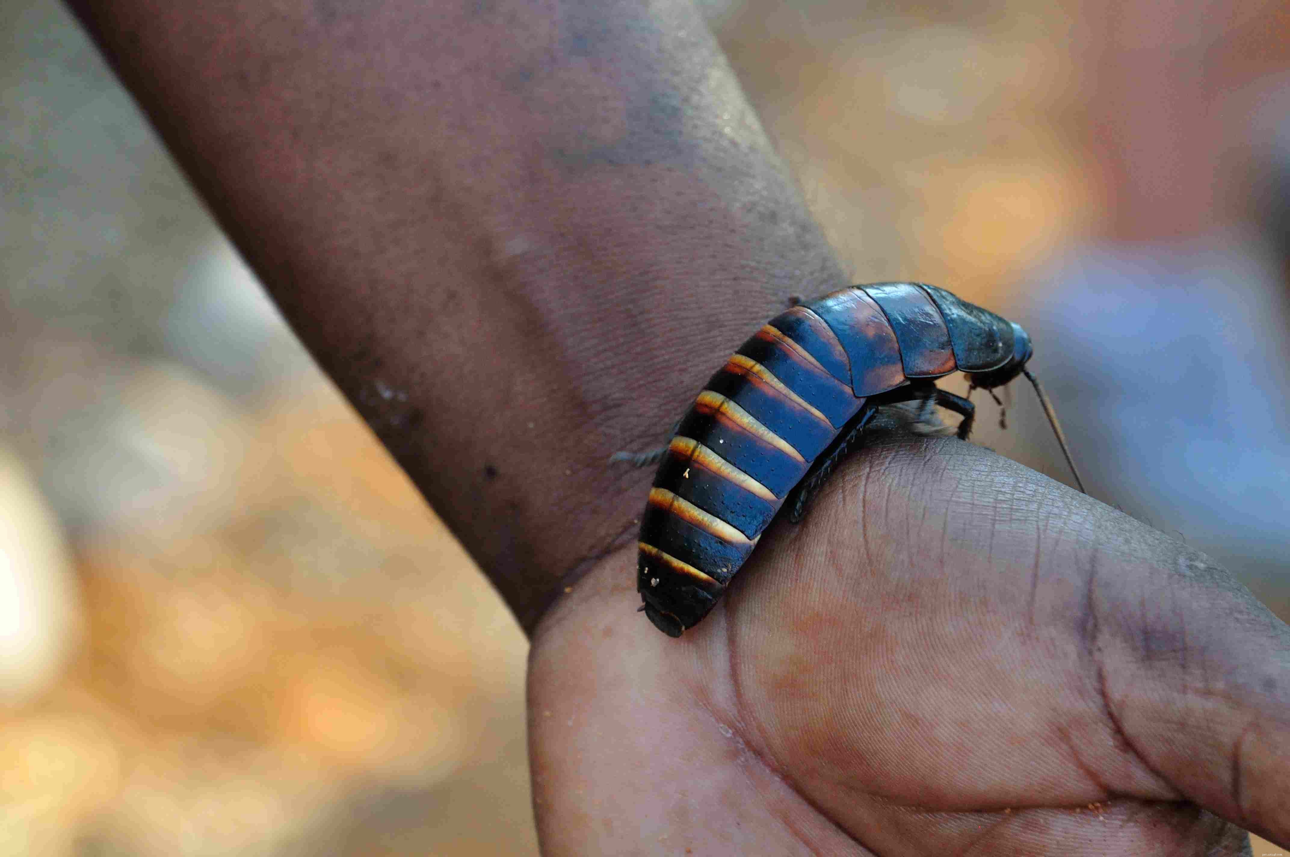 Top 8 Exotic Pets Perfect for Kids: Safe, Easy to Care For