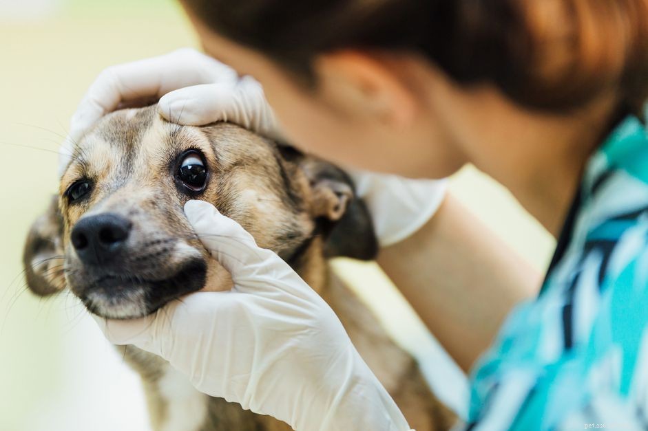 Understanding and Treating Canine Glaucoma: Signs, Care, and Prevention