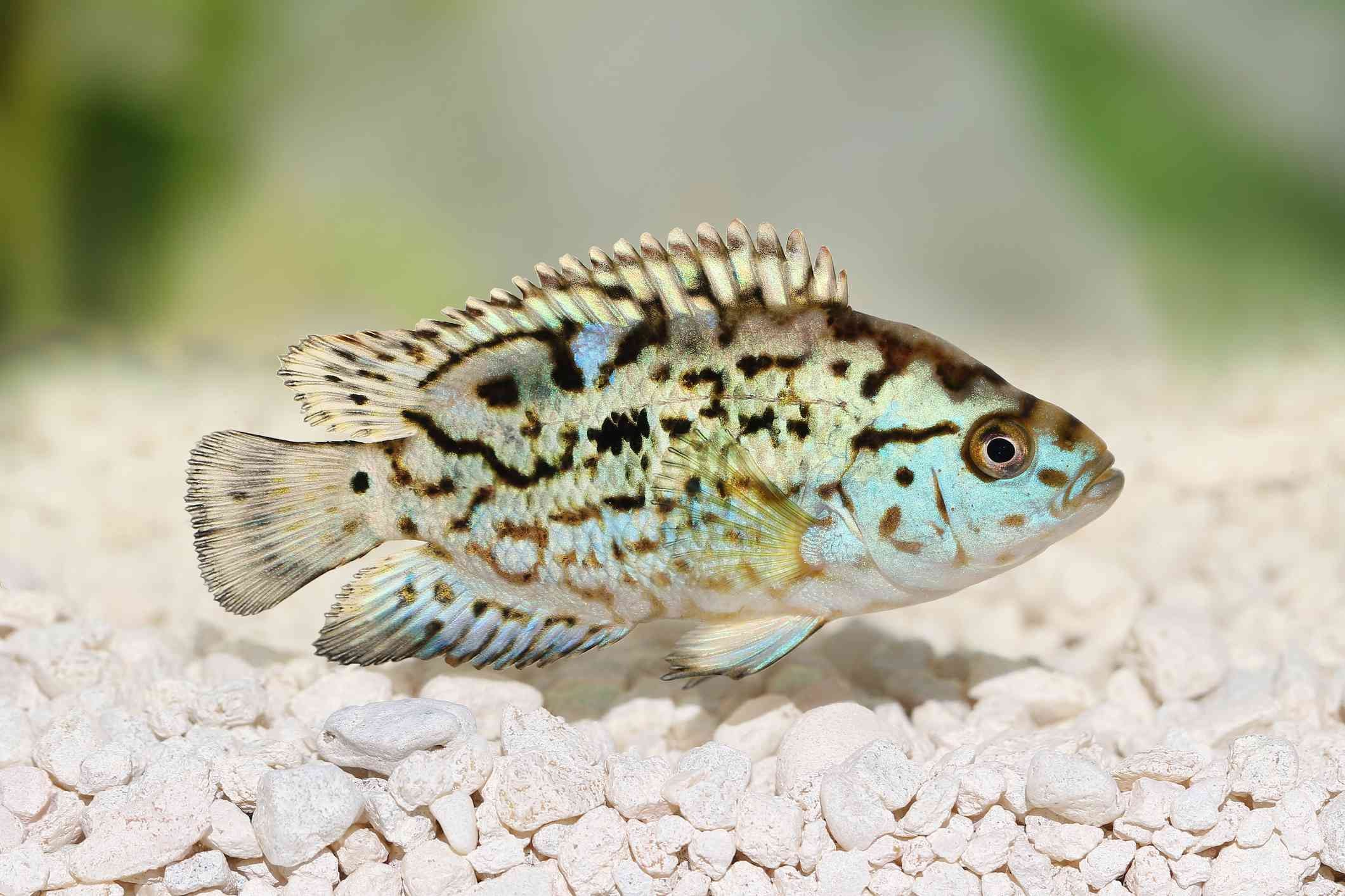 Identifying Aggressive Freshwater Fish: A Guide for Aquarium Owners