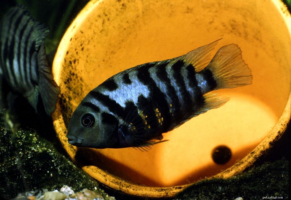 Identifying Aggressive Freshwater Fish: A Guide for Aquarium Owners
