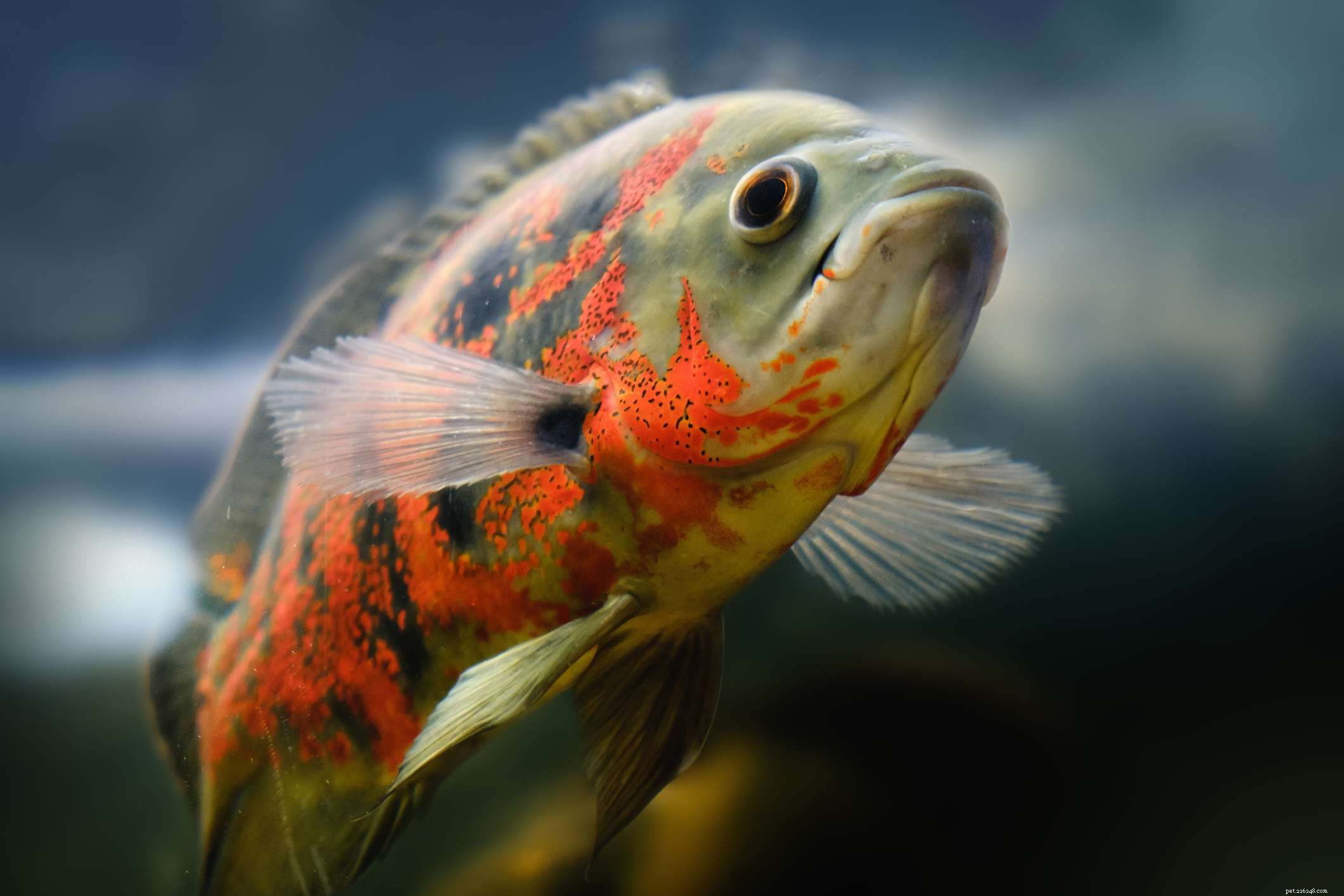 Identifying Aggressive Freshwater Fish: A Guide for Aquarium Owners