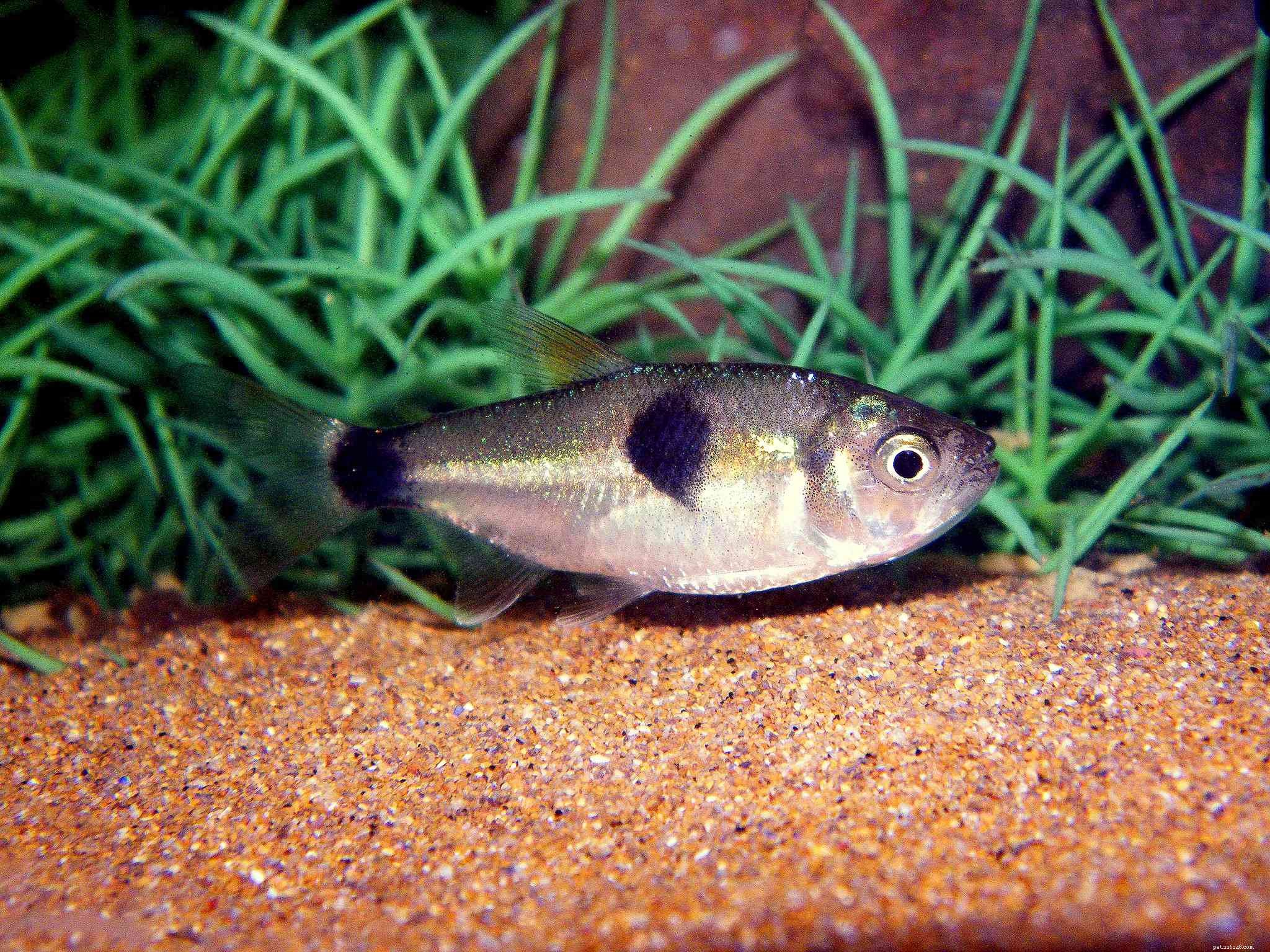 Identifying Aggressive Freshwater Fish: A Guide for Aquarium Owners