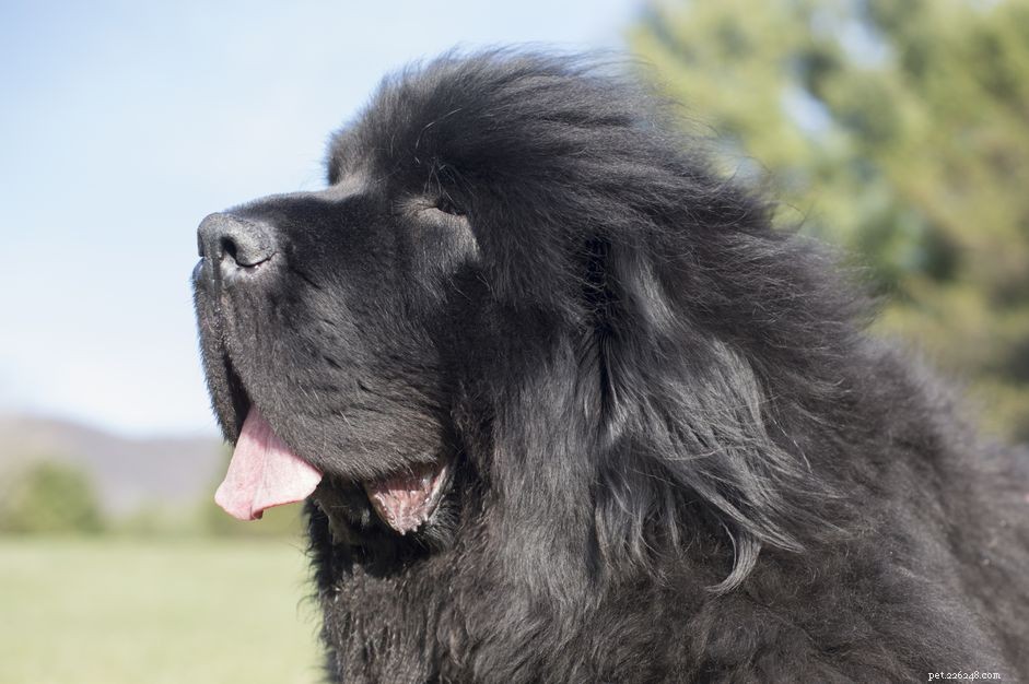 Polymyositis in Dogs: Symptoms, Diagnosis & Effective Treatment