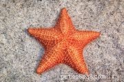 Top 8 Reef‑Safe Sand Sifters for Crystal‑Clear Aquariums