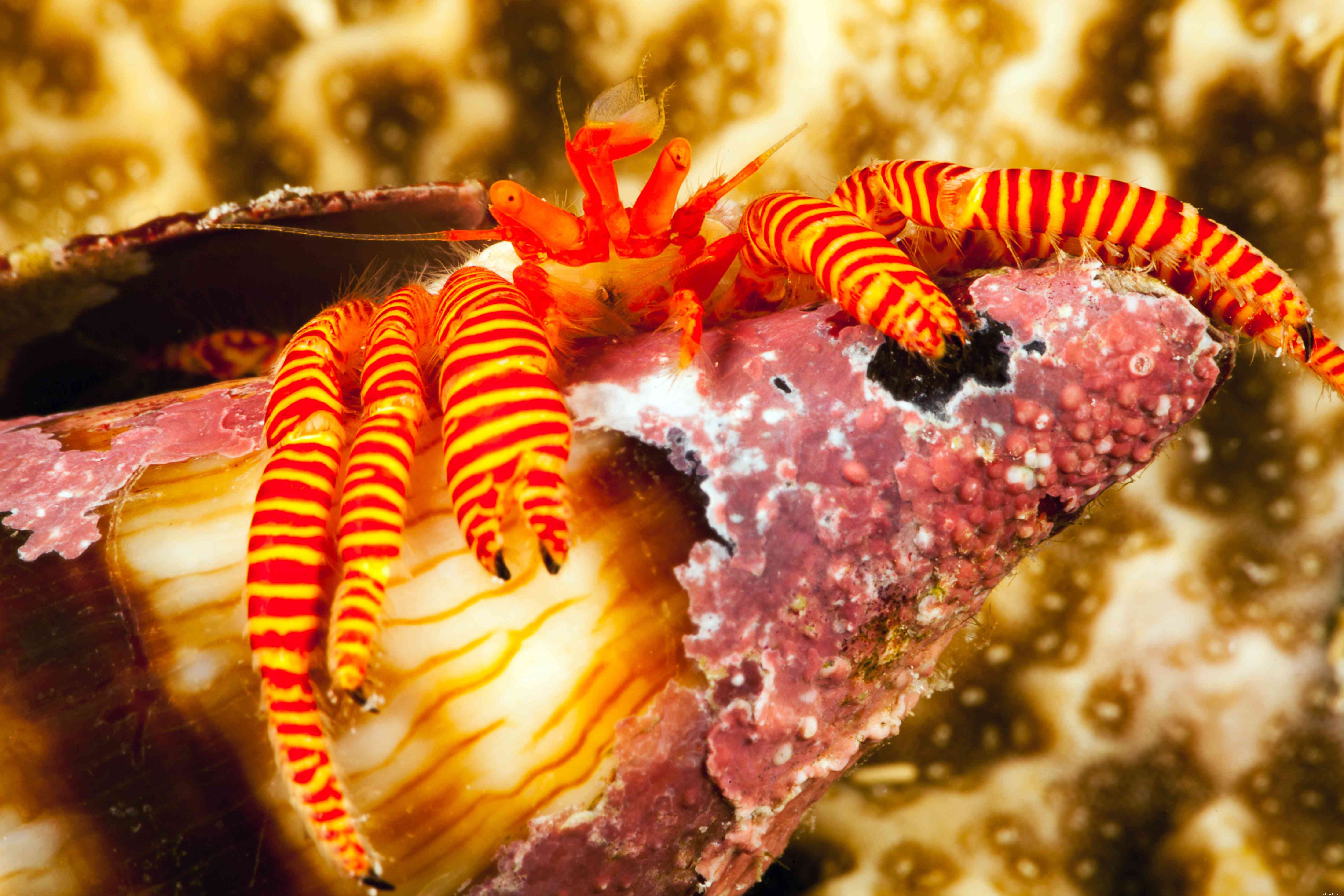 Top 8 Reef‑Safe Sand Sifters for Crystal‑Clear Aquariums