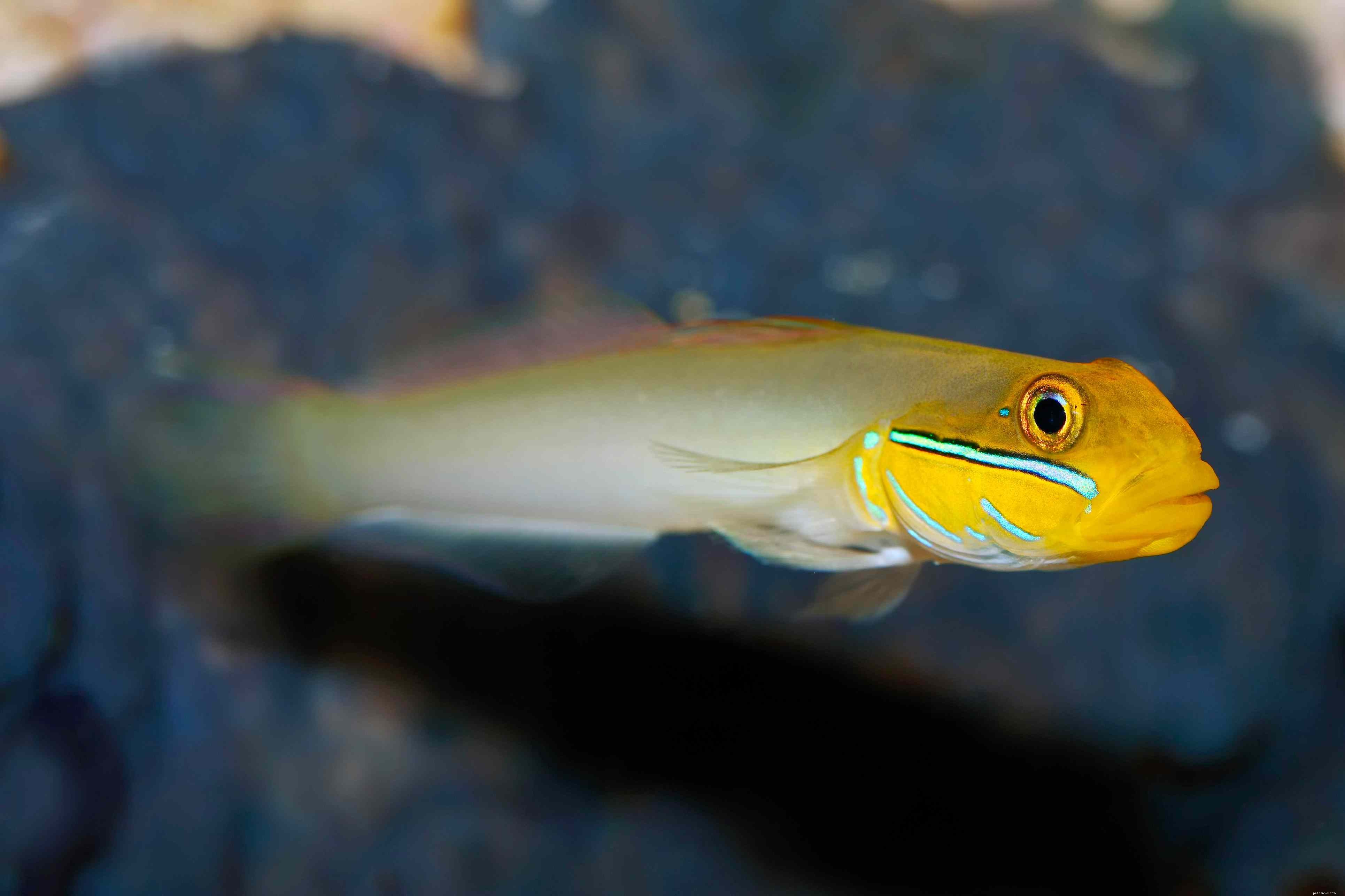 Top 8 Reef‑Safe Sand Sifters for Crystal‑Clear Aquariums