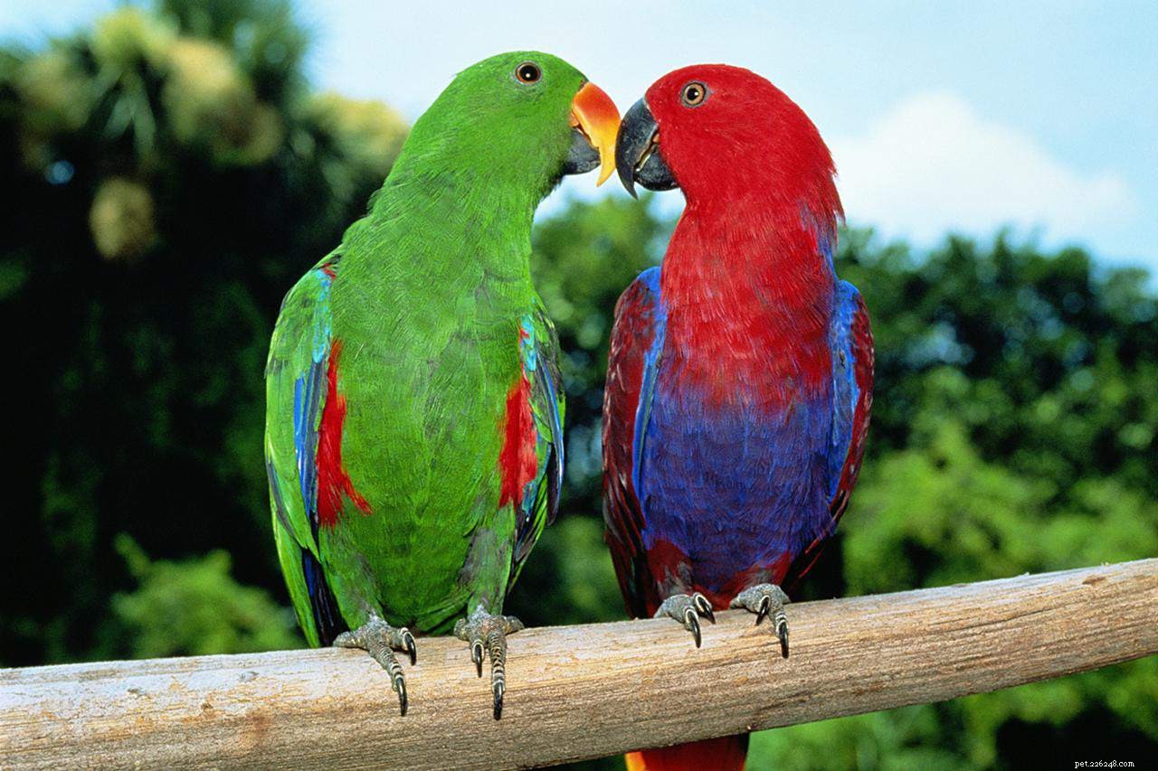Top 8 Vibrant Parrot Species for Your Pet Collection