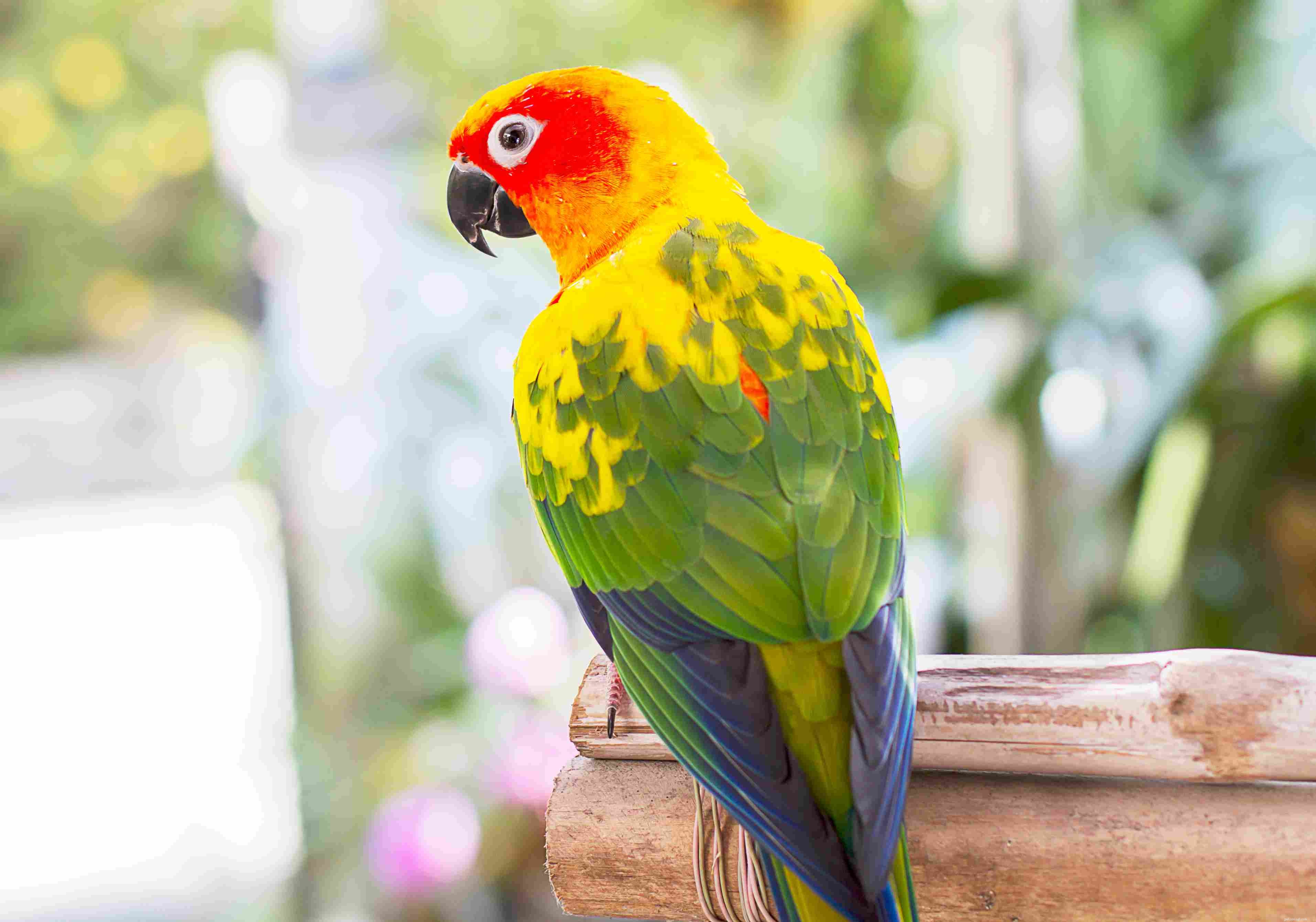 Top 8 Vibrant Parrot Species for Your Pet Collection