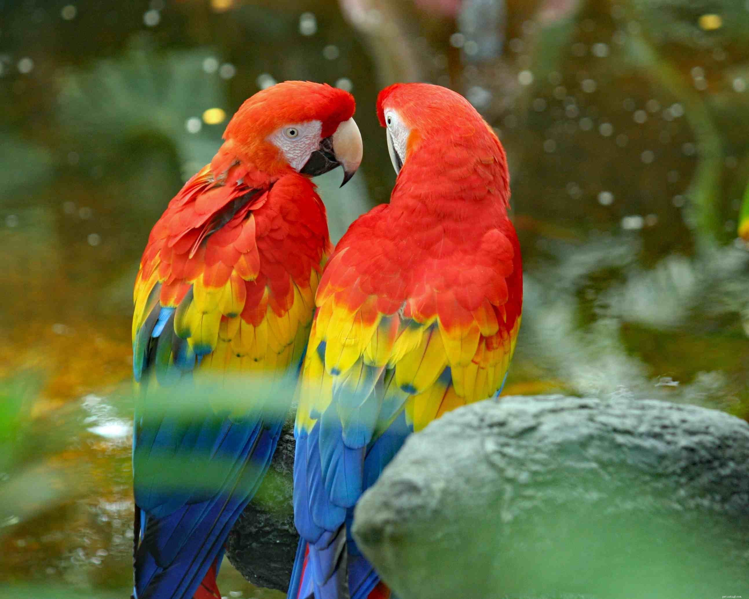 Top 8 Vibrant Parrot Species for Your Pet Collection