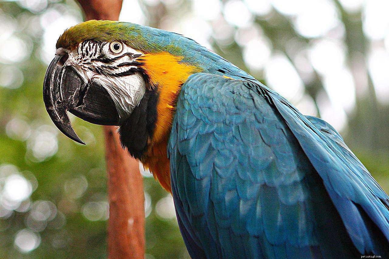 Top 8 Vibrant Parrot Species for Your Pet Collection